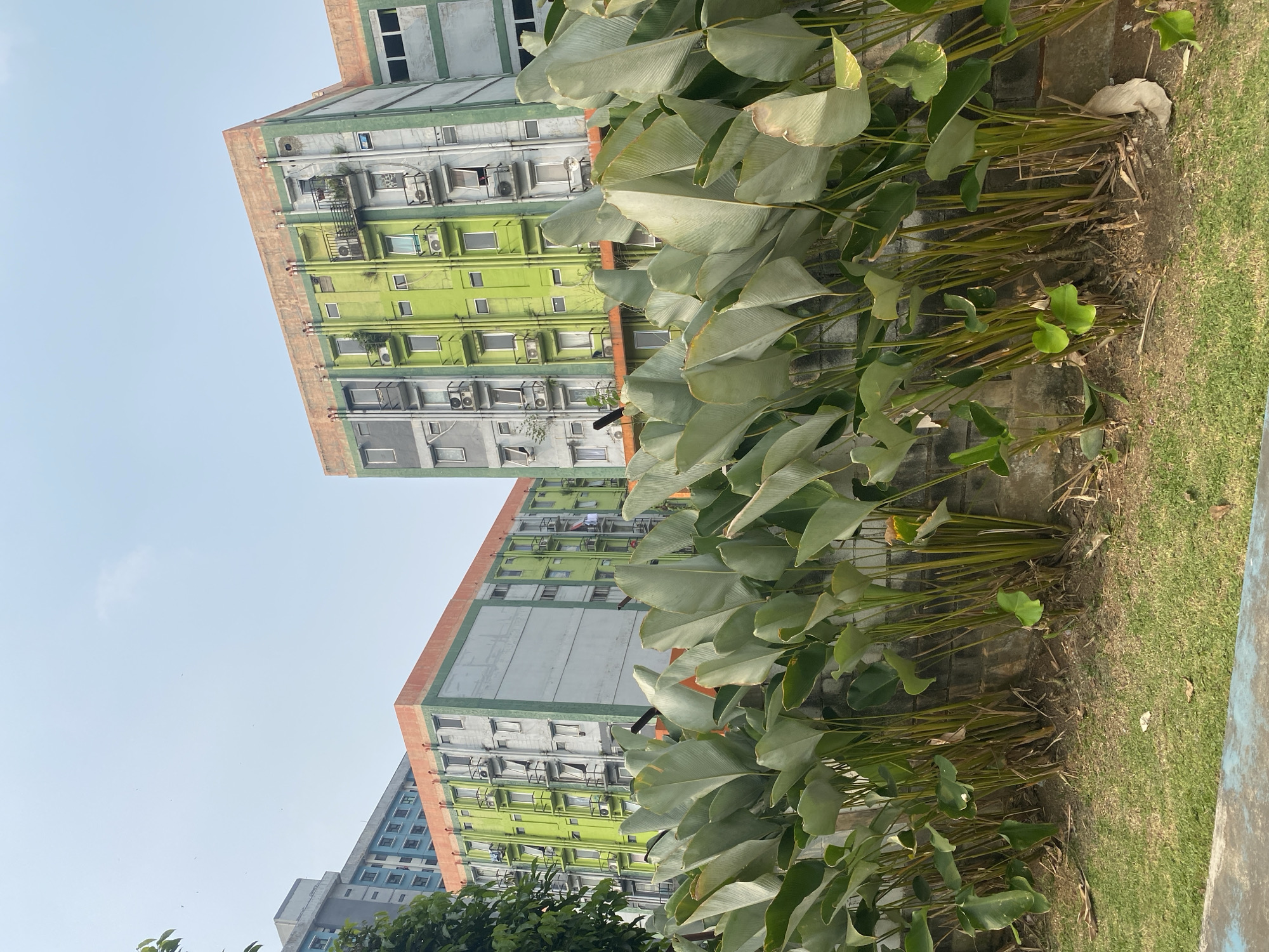 The image depicts a street view in East Jakarta, Indonesia, focusing on two apartment buildings and a row of large, green plants in the foreground. The buildings, painted in a mix of green, grey, and orange, are multi-story structures with visible windows, balconies, and air conditioning units. The plants, with their broad, paddle-shaped leaves, create a dense wall in front of a low stone wall, obscuring much of the lower parts of the buildings. A patch of green grass is visible in the lower portion of the image, adjacent to the plants. The sky is clear and light blue, suggesting daytime. There are no people visible in the frame.