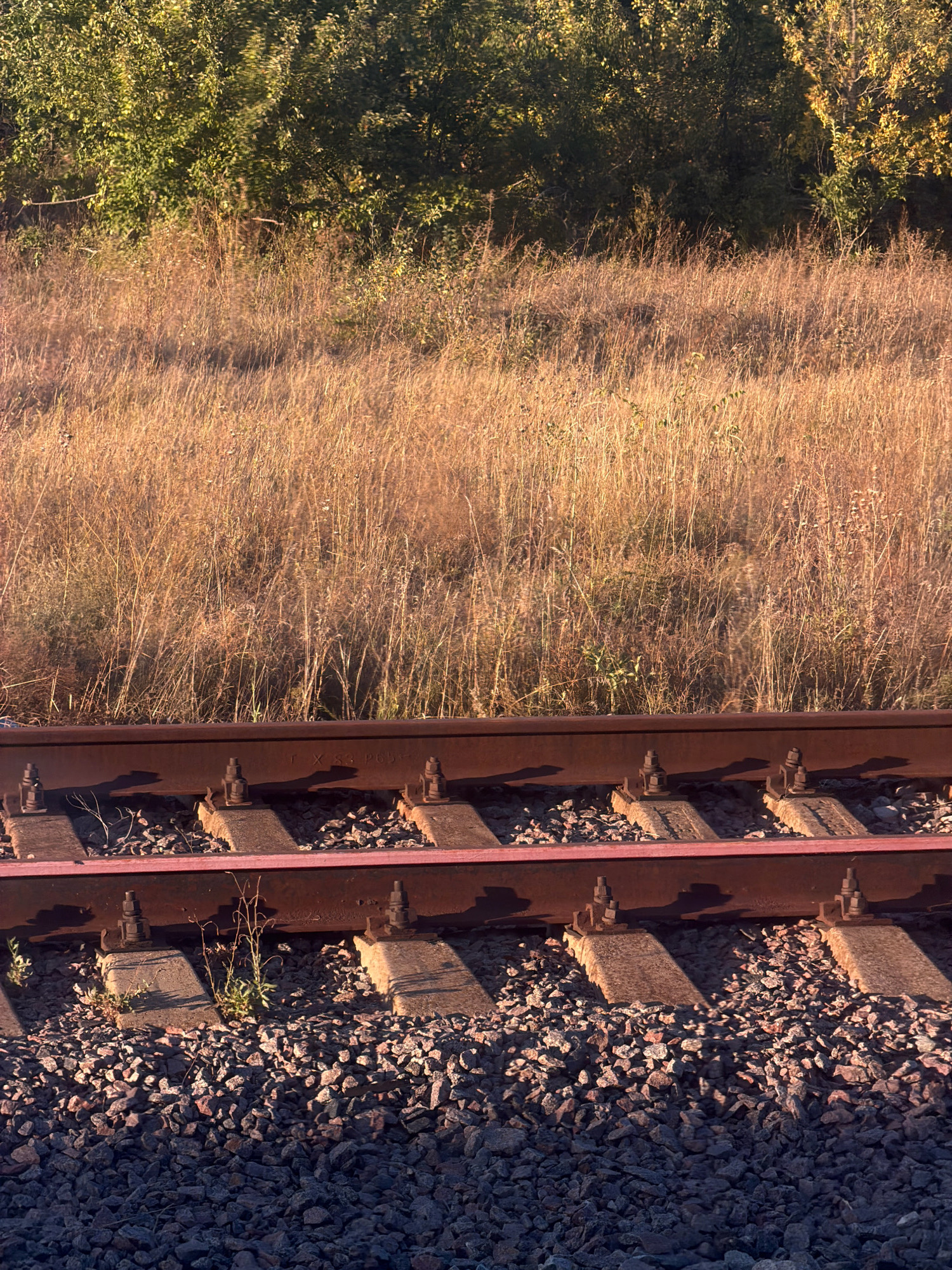 A close-up, vertical, eye-level shot captures a section of a railway track with a backdrop of dry, tall grass and trees. The foreground is filled with dark grey ballast stones, with lighter grey concrete sleepers visible underneath the two parallel railway tracks. The tracks themselves are made of dark metal, with visible bolts and fasteners securing them to the sleepers. Red painted metal straps are also present, running along the length of the tracks. A few small, green plants are growing between the sleepers and the ballast stones. The middle ground is dominated by a dense field of dry, golden-brown grass, with some green foliage and tree branches visible at the very top of the image, suggesting the edge of a wooded area. The lighting indicates it is either early morning or late afternoon, with long shadows cast by the railway tracks and sleepers. The scene appears to be an outdoor, undeveloped area on the outskirts of Matyshevo, Russia. There are no people or animals present.