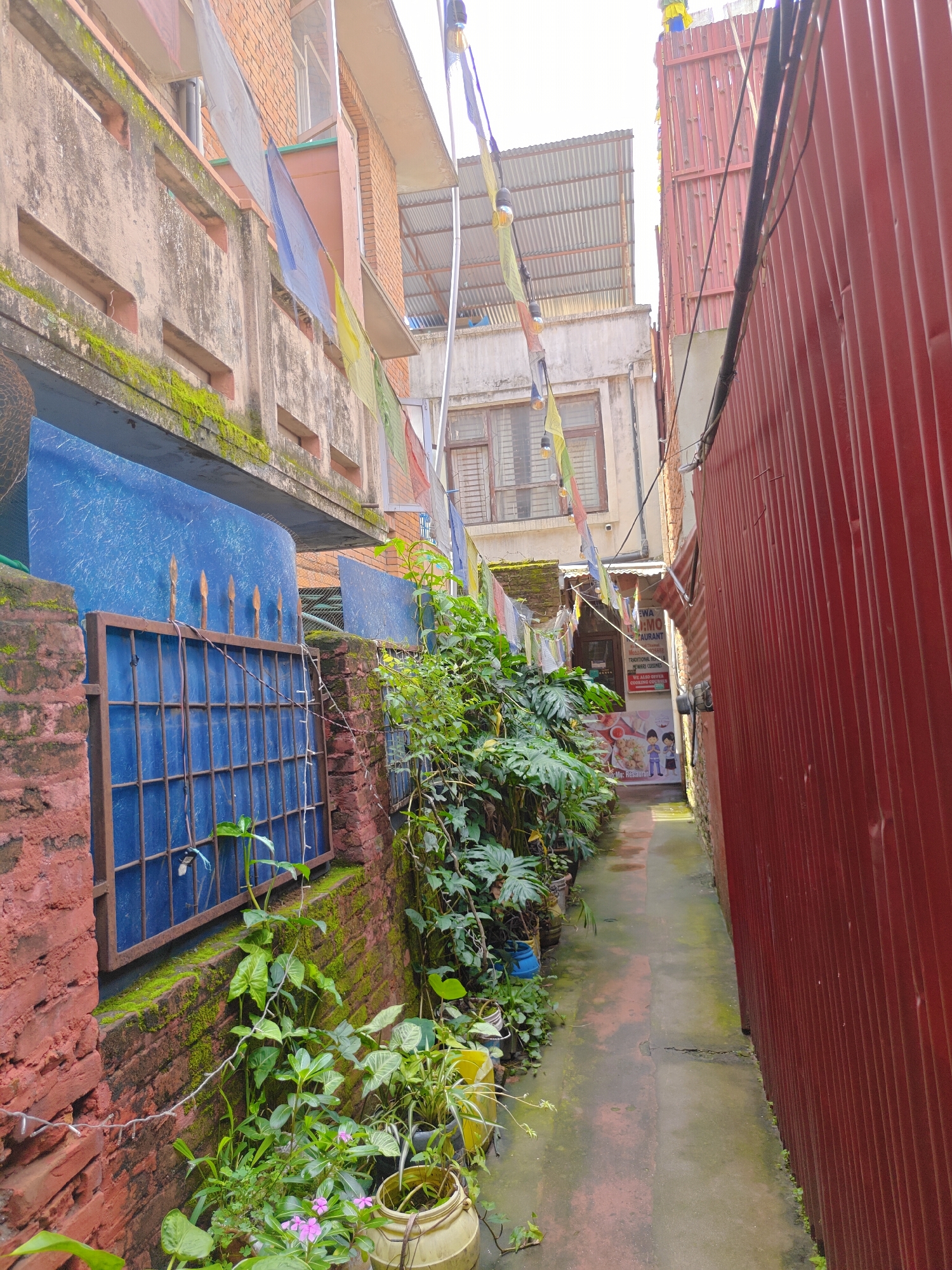 This image depicts a narrow alleyway in Kathmandu Metropolitan City, Nepal, likely in a densely populated area. On the left, a weathered, multi-story building with a concrete facade is visible, adorned with colorful prayer flags and patches of moss. A rusty metal gate with a blue panel sits in front of the building, bordered by a brick wall also covered in moss. Lush green plants and potted flowers are arranged along the base of the wall.
To the right of the alley, a tall, corrugated red metal wall rises, creating a stark contrast with the older structures. The alleyway itself is paved with concrete, showing signs of wear and occasional puddles, suggesting recent rain. In the distance, the alley opens up to reveal more buildings and a glimpse of a shop or restaurant with signage. The overall scene conveys a sense of a bustling urban environment, characterized by a mix of traditional and modern architecture, religious elements, and vibrant plant life.