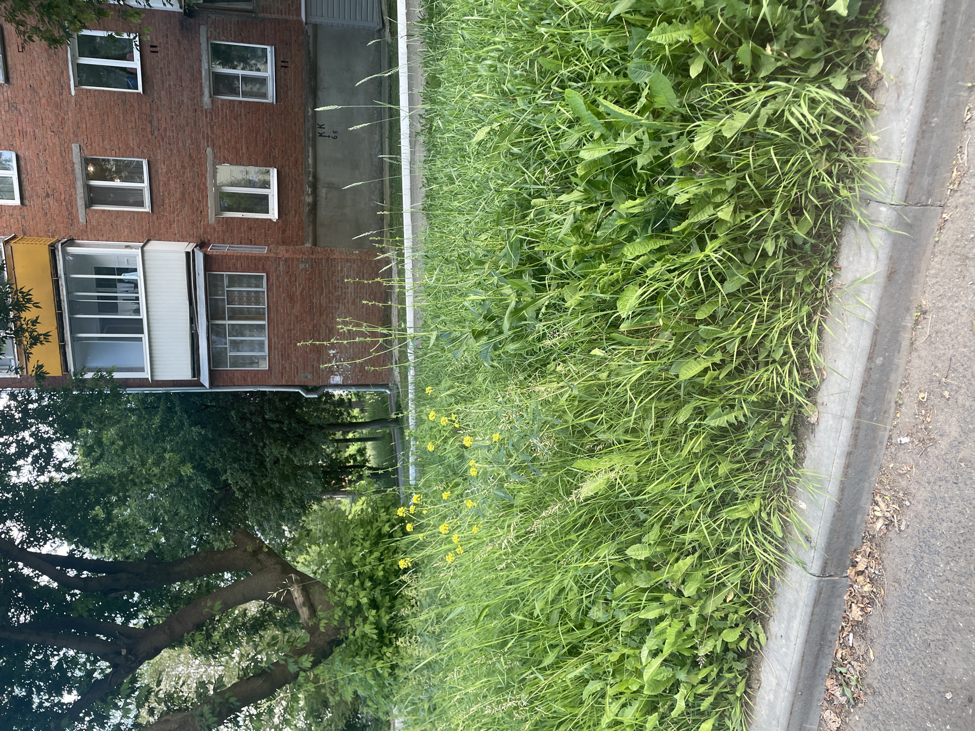 This is a vertical, eye-level, medium shot of a brick apartment building on the left and a patch of overgrown grass on the right, bordered by a sidewalk and a street. The building has several windows, some with white frames and some with dark frames. The lower part of the building has a yellow balcony with glass doors. A large tree with lush green leaves partially obscures the left side of the building. The grass is tall and wild, with some small yellow flowers interspersed. The sidewalk is gray concrete and the street is paved. The image appears to have been taken on a cloudy day, as there are no strong shadows. There is no visible activity or event taking place, and the scene is calm and still. A small amount of text, "KK 65", is visible on the wall of the building, to the right of the windows. The scene is likely in a residential area.