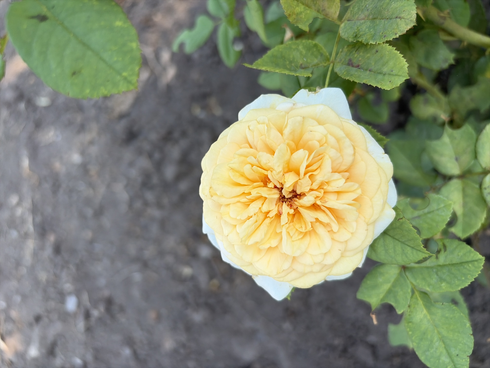 In a garden setting, likely in Oxentea, Moldova, a close-up shot focuses on a blooming yellow rose. The rose is richly textured, with numerous petals unfurling from its center, revealing a deeper orange hue within. The outer petals are a paler yellow and tipped with white. The rose is supported by green leaves, some of which show signs of natural wear, such as small holes or discoloration. The background is composed of dark, granular soil, suggesting it is an outdoor environment. The lighting indicates it is daytime.