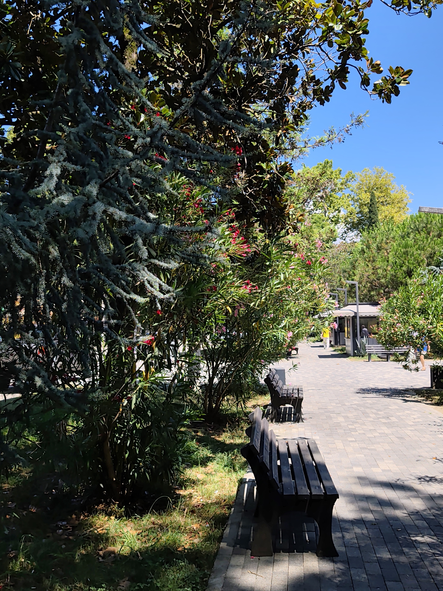 The image depicts a sun-drenched park pathway in Sochi, Russia, likely during the summer. The pathway is paved with light-colored interlocking stones and is lined with lush green trees and bushes. Several dark wooden benches are strategically placed along the pathway, inviting rest. In the background, there appears to be a small kiosk or pavilion, with a few people casually strolling or standing nearby. The foliage suggests a well-maintained urban green space, possibly a public garden or promenade. The bright blue sky indicates clear weather conditions.