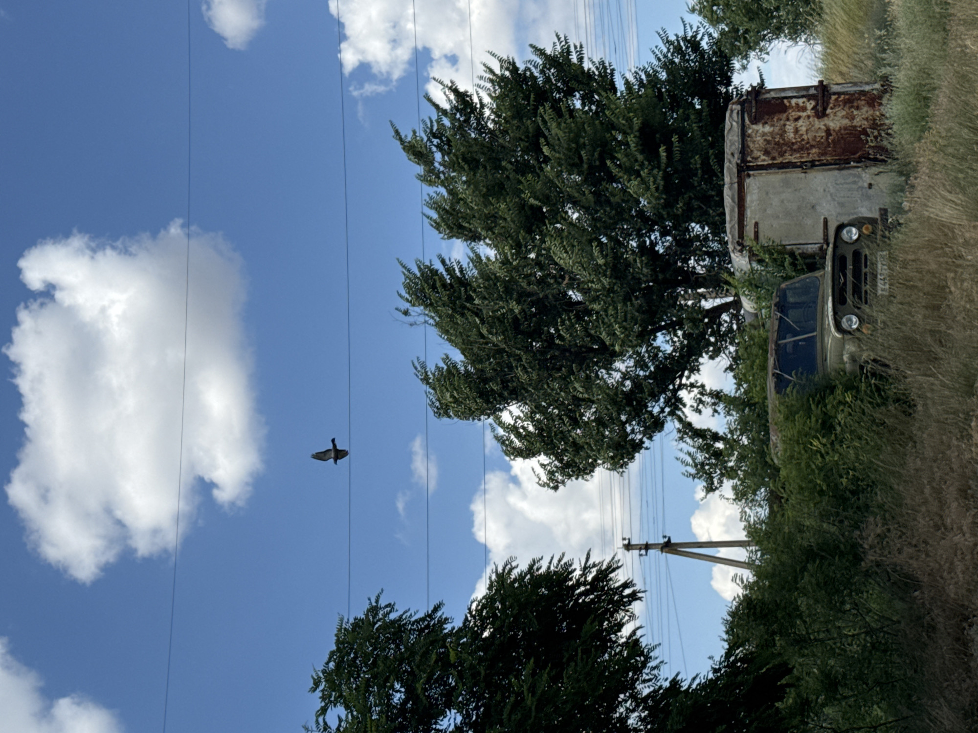 A bird is seen flying in the sky on a cloudy day. In the foreground, there is an old, rusty vehicle parked next to a metallic structure. The scene is surrounded by lush green foliage and tall grass. The overall impression is one of an abandoned or neglected area.