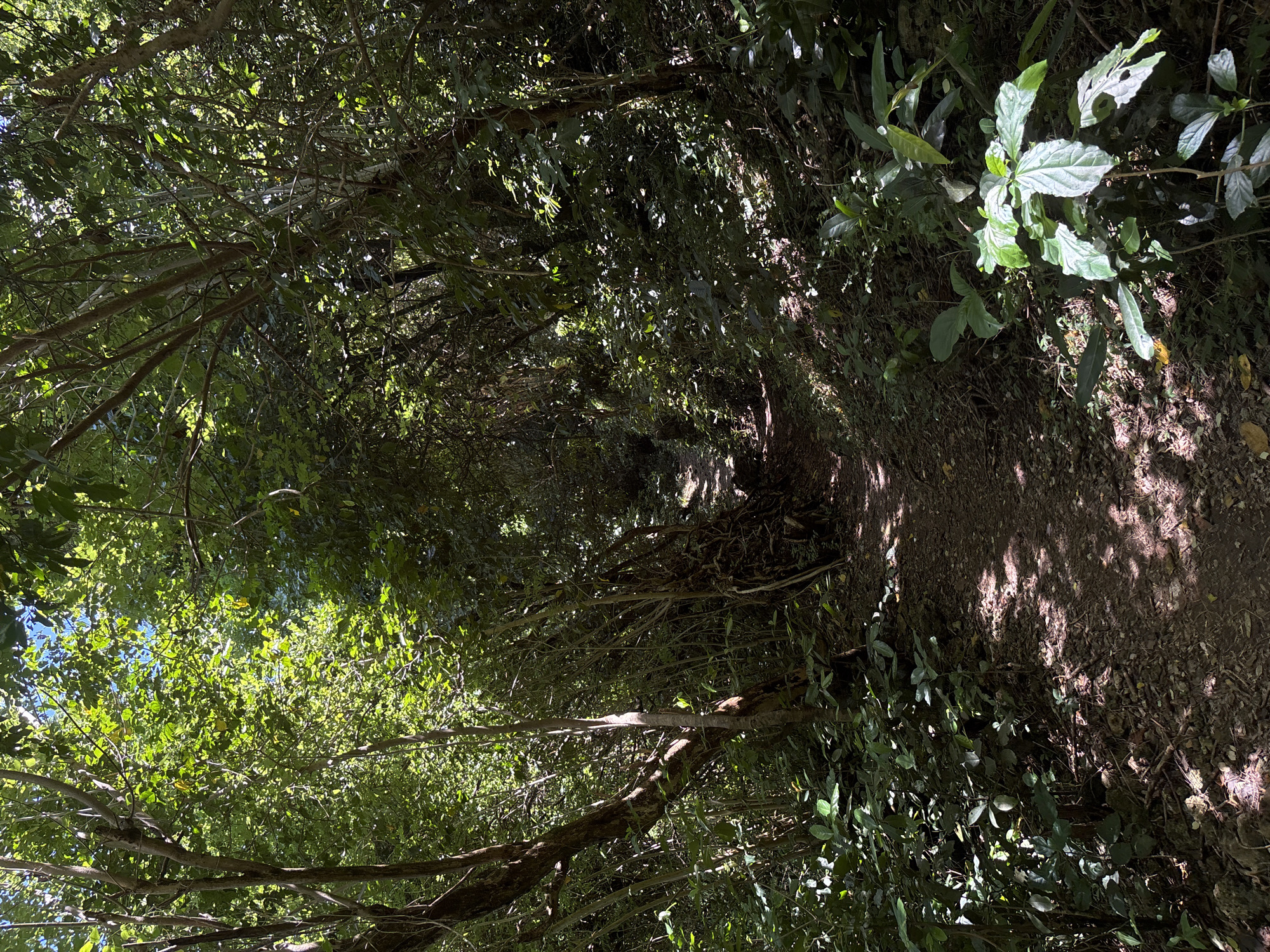 The image shows a dirt path in a dense, wooded area in Pecatu, Indonesia. The path is narrow and winding, with dappled sunlight filtering through the thick canopy of trees overhead. The ground is covered with leaves and vegetation. There are no people visible in the image. The vegetation consists of dense foliage and scattered plants on either side of the pathway.