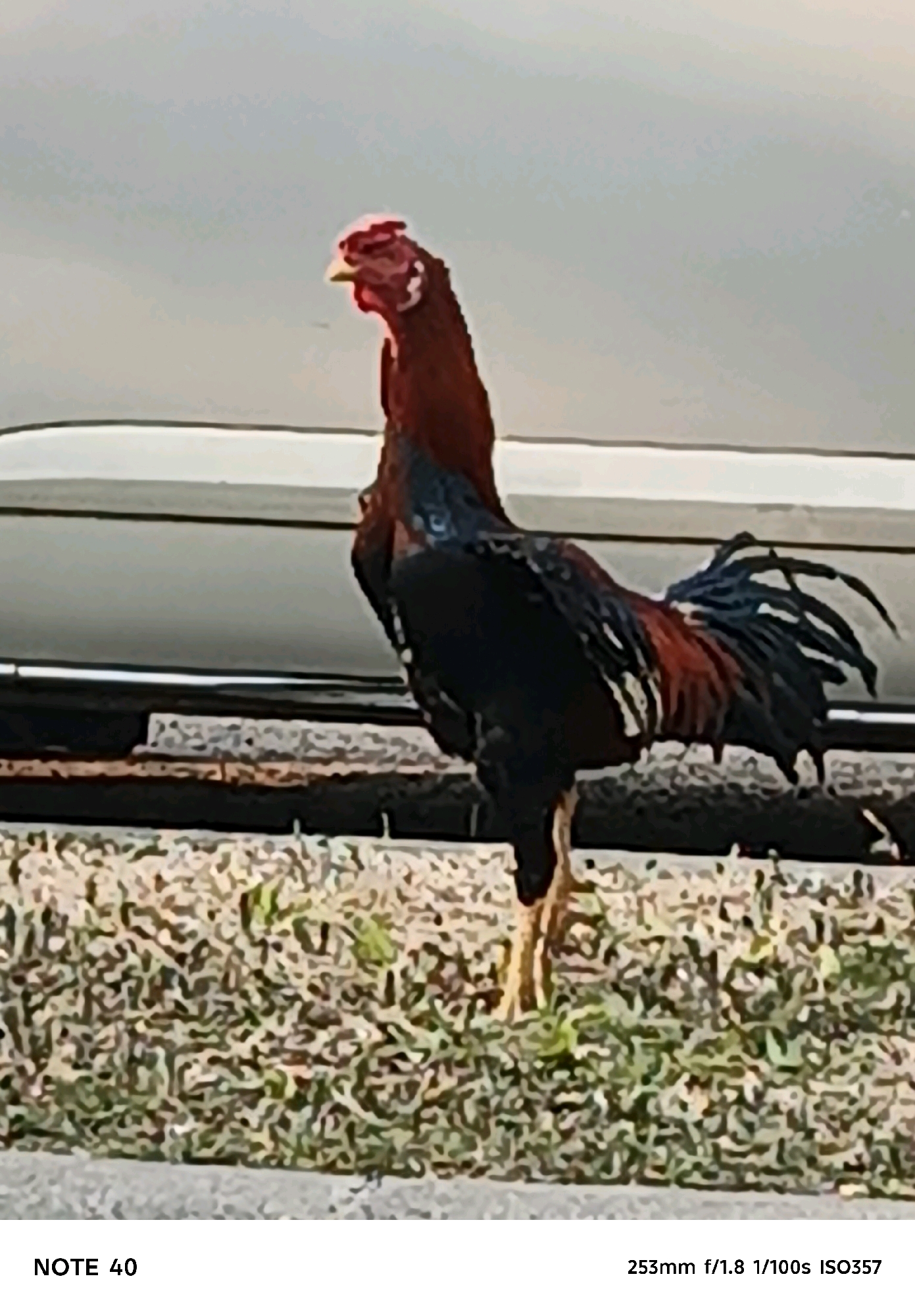 A rooster stands on a patchy lawn with a light-colored wall or vehicle in the background. The rooster is facing right, with its head turned slightly towards the viewer. Its plumage is a mix of dark red, black, and iridescent blue. The tail feathers are long and curved. The ground beneath the rooster is covered in short green grass and some gravel. The background is blurred and out of focus, with a horizontal line suggesting a structure or vehicle. The lighting appears to be natural, likely daylight, casting soft shadows. The image is a photograph, as indicated by the text at the bottom.