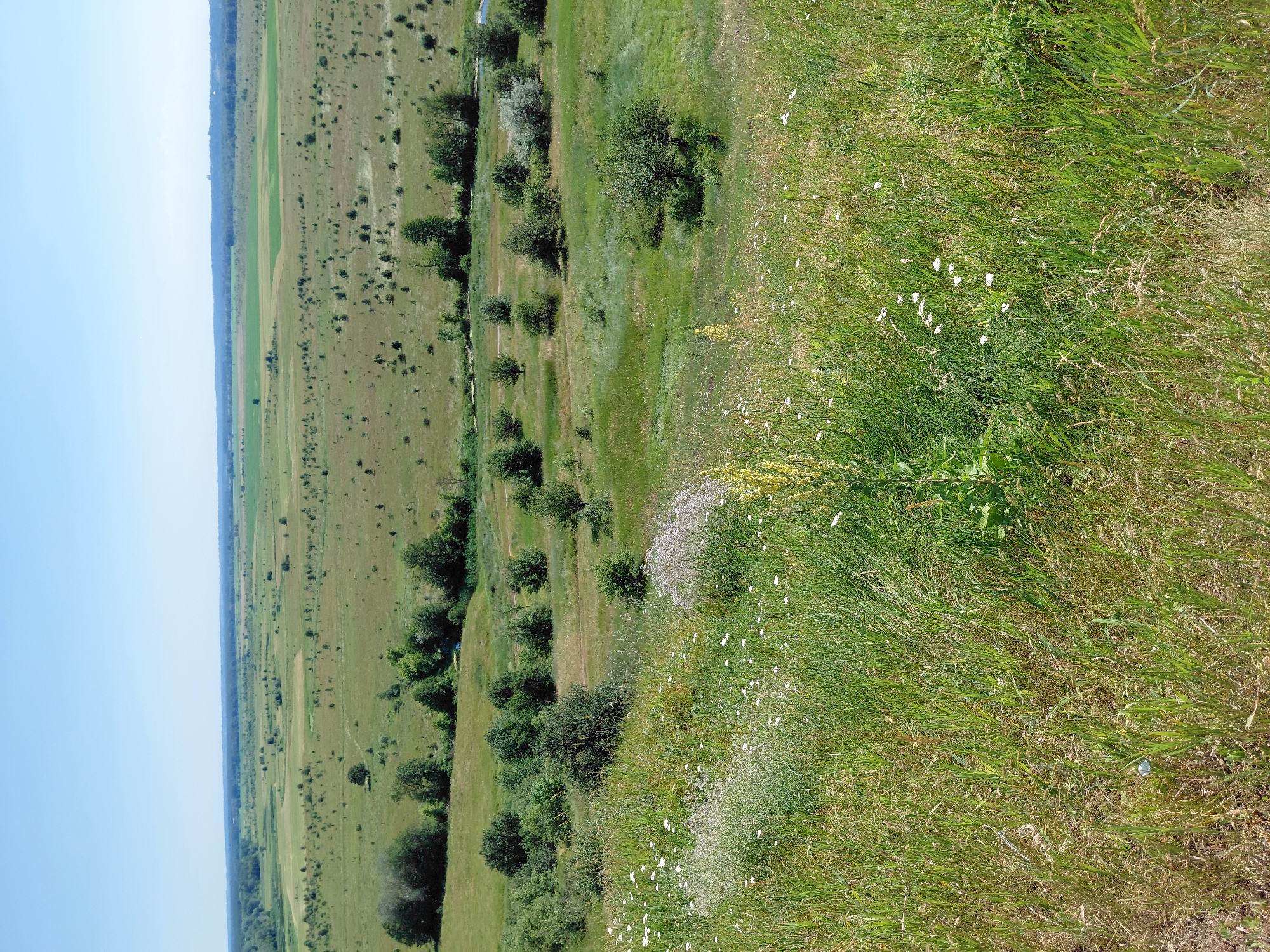 This is a photograph of a rural landscape with rolling hills and open fields under a clear blue sky. In the foreground, there is a dense patch of green grass and wildflowers, with some taller yellow flowers and scattered white daisies. The middle ground features a valley with a meandering stream or river, lined with trees and bushes. Further in the distance, the landscape opens up into a vast expanse of fields, some appearing cultivated with lighter green patches, interspersed with scattered trees and shrubs. A dark line of trees forms the horizon in the far distance, suggesting a forest or a densely wooded area. The overall impression is one of natural, undeveloped countryside. The image was taken in the vicinity of Ustyvytsia, Ukraine.