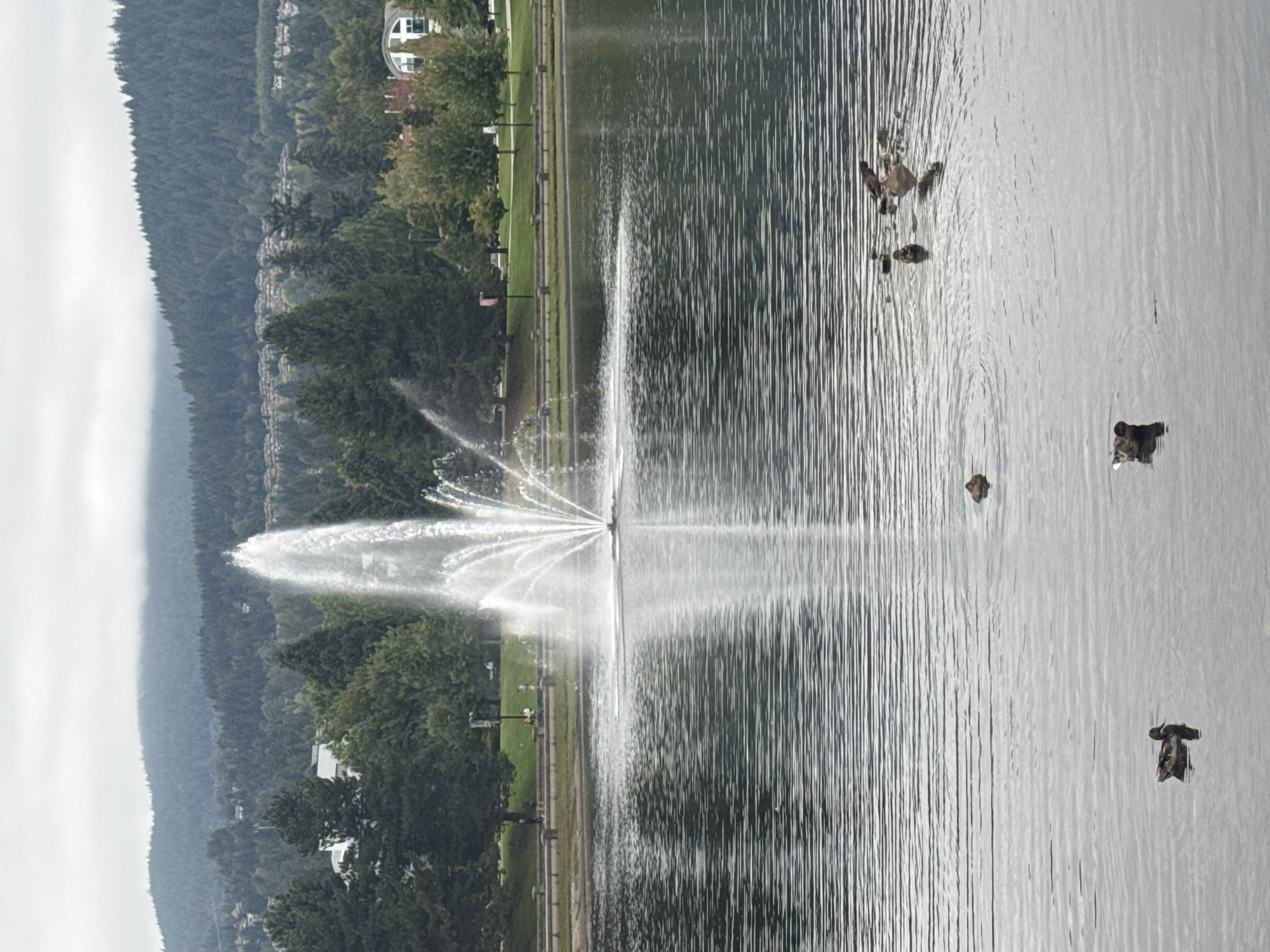 The image depicts a serene lake with a prominent fountain spraying water high into the air. The lake's surface is rippled, reflecting the overcast sky and the surrounding greenery. Several ducks are visible swimming in the lake, some in the foreground and others further back. Beyond the lake, a grassy embankment slopes upwards, lined with trees and a paved walkway where a few people can be seen strolling. Further in the background, a residential area with houses is nestled amongst dense evergreen forests that cover the rolling hills. The scene is characteristic of Como Lake Park in Coquitlam, Canada, known for its picturesque lake, fountain, and walking trails surrounded by natural beauty and suburban development. The overall atmosphere is tranquil and calm, with the muted light and gentle ripples contributing to a peaceful ambiance.
