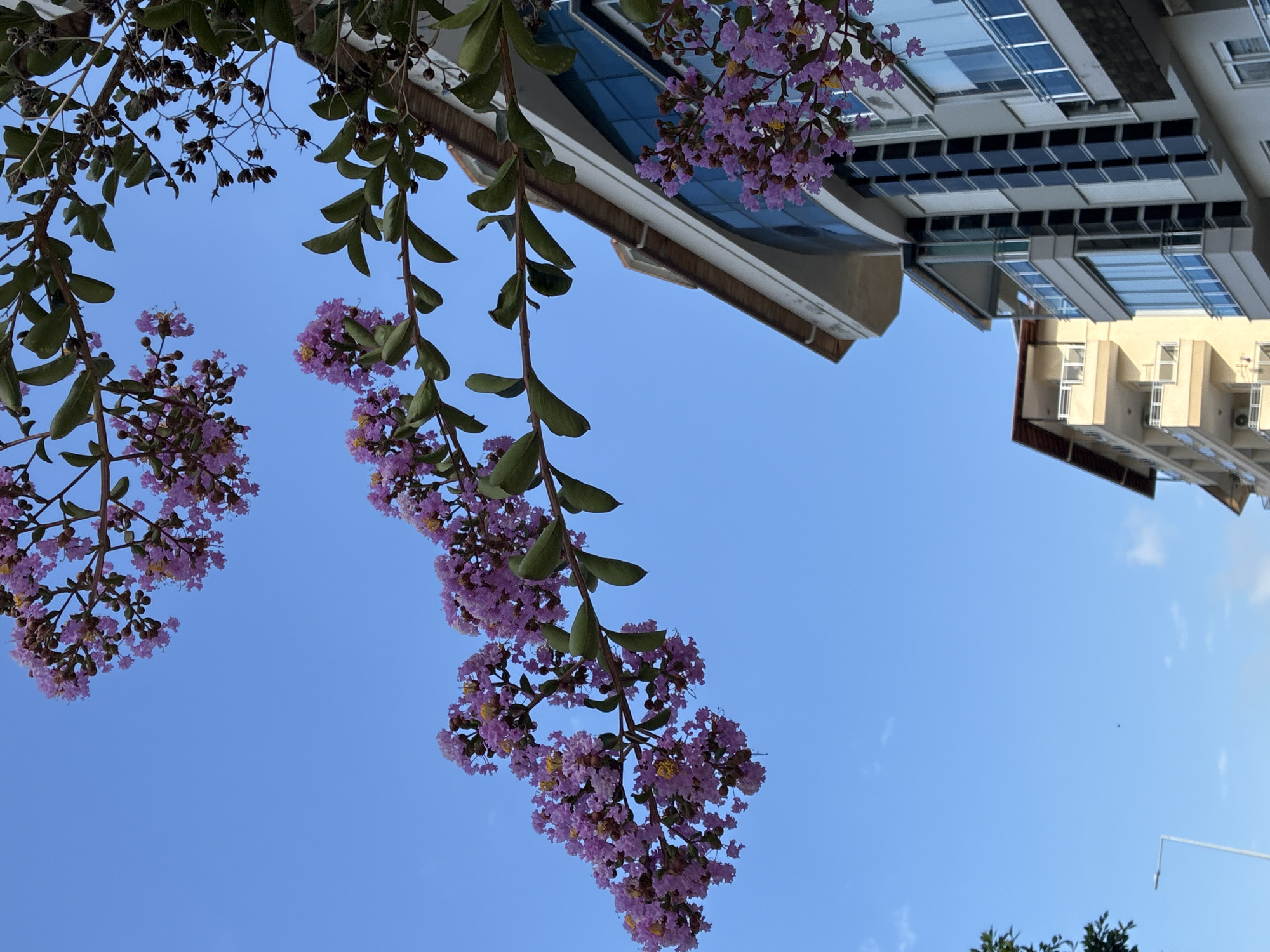 This is a low-angle shot of a tree with purple flowers and green leaves against a clear blue sky. The image is oriented vertically with the sky occupying the majority of the frame. The tree branches, laden with clusters of small purple flowers and some emerging buds, hang into the frame from the top. The leaves are ovate and green, some appearing darker and more mature than others.
In the upper right quadrant of the image, part of a modern building is visible. It has multiple floors with a facade featuring large windows, some of which reflect the sky. The building's architecture appears contemporary, with a combination of glass and lighter-colored materials. A section of another, possibly older, building with a lighter facade and windows is also visible lower down and to the right.
The scene suggests a bright, clear day, likely late morning or early afternoon given the quality of light. There are no people visible in the frame. The focus is on the natural elements of the tree and flowers contrasting with the man-made structures. The image evokes a sense of a pleasant, possibly urban, environment where nature and architecture coexist. The blooming flowers suggest springtime or early summer. There is no visible text in the image. The location is Alanya, Turkey.