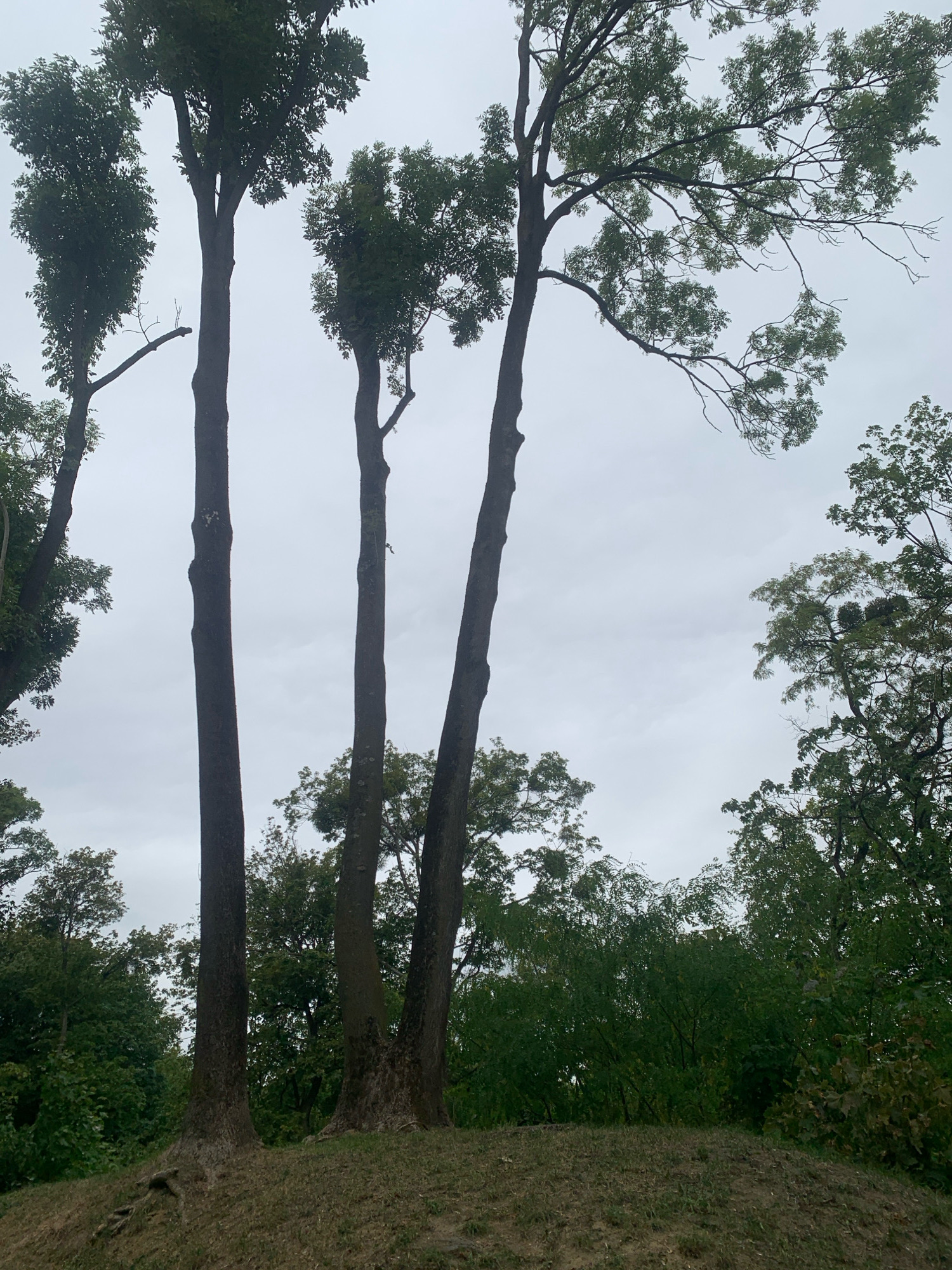 The image depicts a cluster of tall, slender trees with dark bark, some of which appear to be leaning. The trees have dark green foliage that thins out towards the upper branches, with some bare branches visible. They are situated on a slight incline covered in dry grass and sparse dirt. In the background, a dense canopy of trees and bushes creates a dark green wall. The sky is overcast and a uniform light grey. There are no people or specific landmarks visible to indicate a precise location within the city of Lviv, Ukraine. The scene suggests an outdoor, natural environment, possibly a park or the edge of a wooded area.