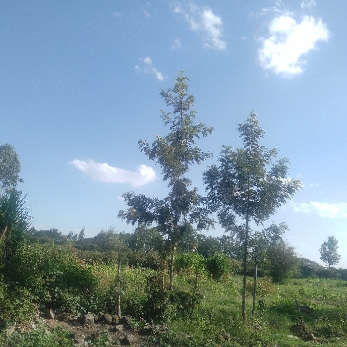 This image depicts an open agricultural or natural landscape located in Nkaimurunya ward, Kenya, under a bright, clear blue sky adorned with scattered white cumulus clouds. The foreground features uneven ground composed of exposed dark soil and small rocks, transitioning into a dense growth of various green vegetation. Centrally, two tall, slender trees with full, verdant canopies stand prominently, their trunks rising directly from the vegetated earth. To the immediate left, a portion of a plant with long, spiky green leaves is visible. The midground displays a mixture of cultivated green plants, including visible stalks consistent with maize, intermingled with natural grasses and shrubs. Several thin wooden stakes are embedded vertically within these vegetated areas. The background features a distant treeline formed by dense foliage, with an additional solitary tall tree visible on the far right. No human figures, animals, or active interactions are observed within the frame.