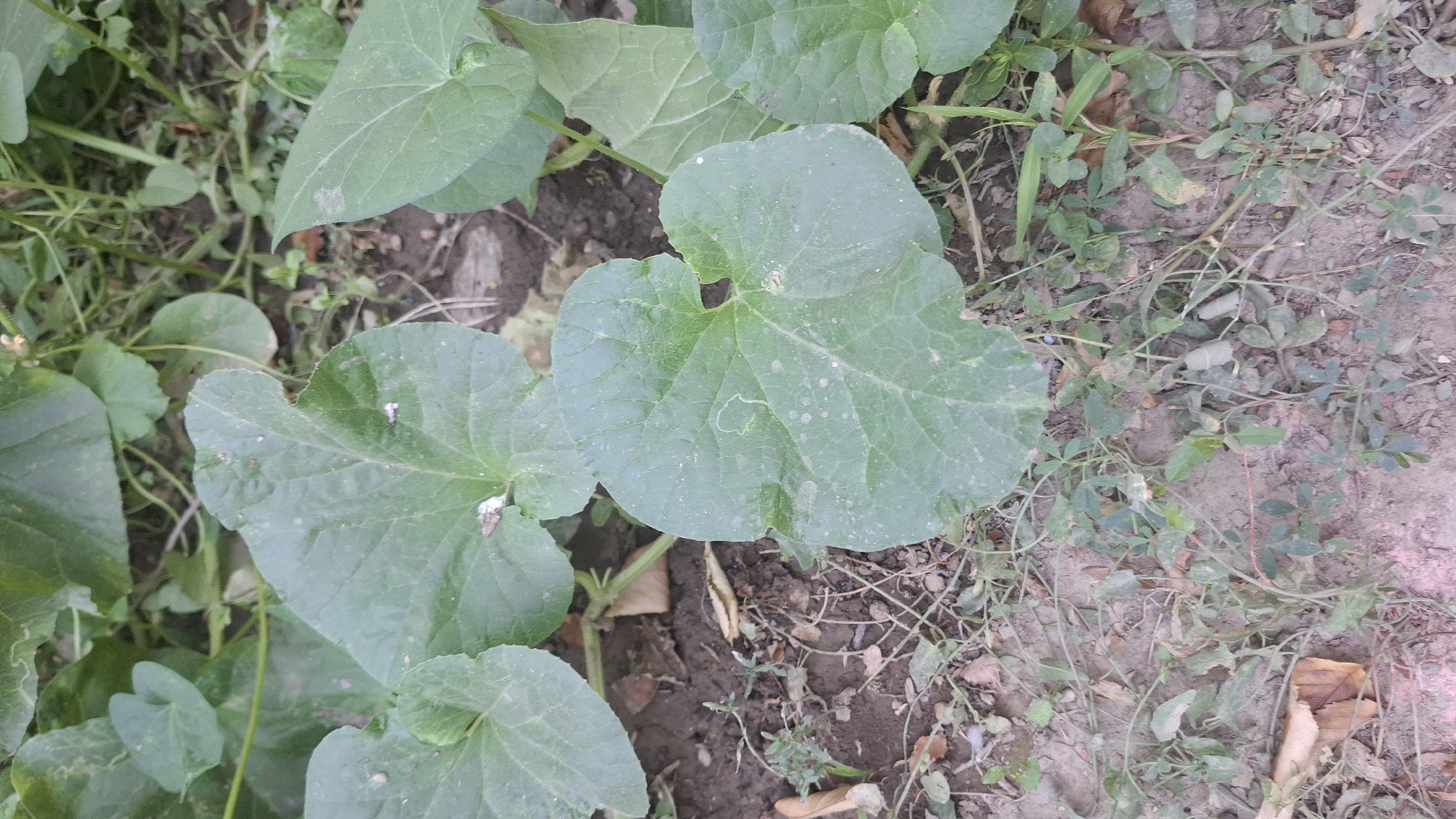 The image shows a close-up view of several large, green, heart-shaped leaves of a plant growing in dark soil. Some of the leaves have small white specks and a few appear to have insect damage or natural imperfections. The ground is covered with loose soil, dry leaves, and some smaller, less developed green plants. In the background, more of the large plant's leaves and vines are visible. The scene depicts a section of vegetation in an outdoor environment. The location of Шұбарсу, Kazakhstan is not visually determinable from the image itself, as it contains no discernible landmarks or indicators specific to that city.