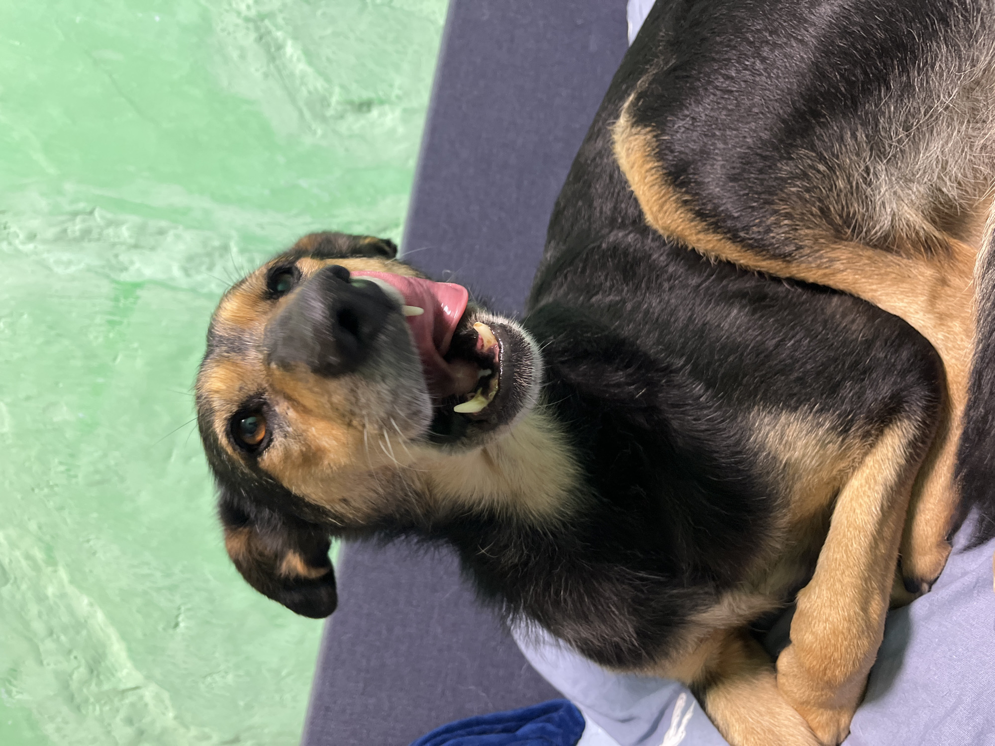 This is a close-up, eye-level, vertical, medium shot photograph of a medium-sized dog with black and tan fur, lying on its side on a blue surface. The dog's head is turned towards the viewer and its mouth is open, with its pink tongue extended and licking its nose. The dog's eyes are open and looking forward. Its ears are pointed upwards. The background is a textured, light green wall. The image is sharp and well-lit, with a shallow depth of field that blurs the background and emphasizes the dog. The dog appears to be indoors, possibly in a home environment. There is no visible indication of the location in Nizhny Tagil, Russia, or any other specific geographic location.