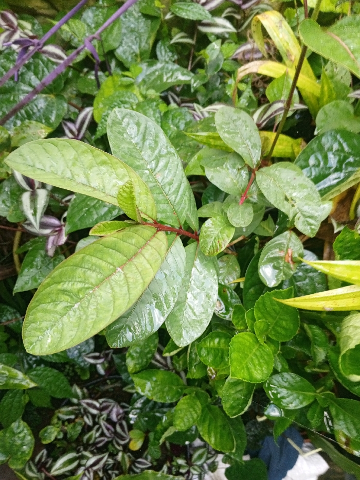 The scene, located in Khe Sanh Commune, Vietnam, displays a dense, verdant collection of wet plant foliage. In the foreground and center, a prominent plant features multiple large, ovate-elliptical green leaves with visible venation; some midribs and petioles exhibit a reddish hue. The surfaces of these leaves, along with the surrounding vegetation, are covered in numerous water droplets, indicating recent precipitation. Surrounding the central plant are various other plant species, including smaller-leaved plants with glossy dark green foliage, and distinct variegated plants displaying striped patterns of green, white, and purple. Hints of yellowish-green foliage are also present towards the right side of the frame. The overall environment is lush and appears moist. No people, animals, or man-made objects are visible, and no actions or interactions are depicted.
