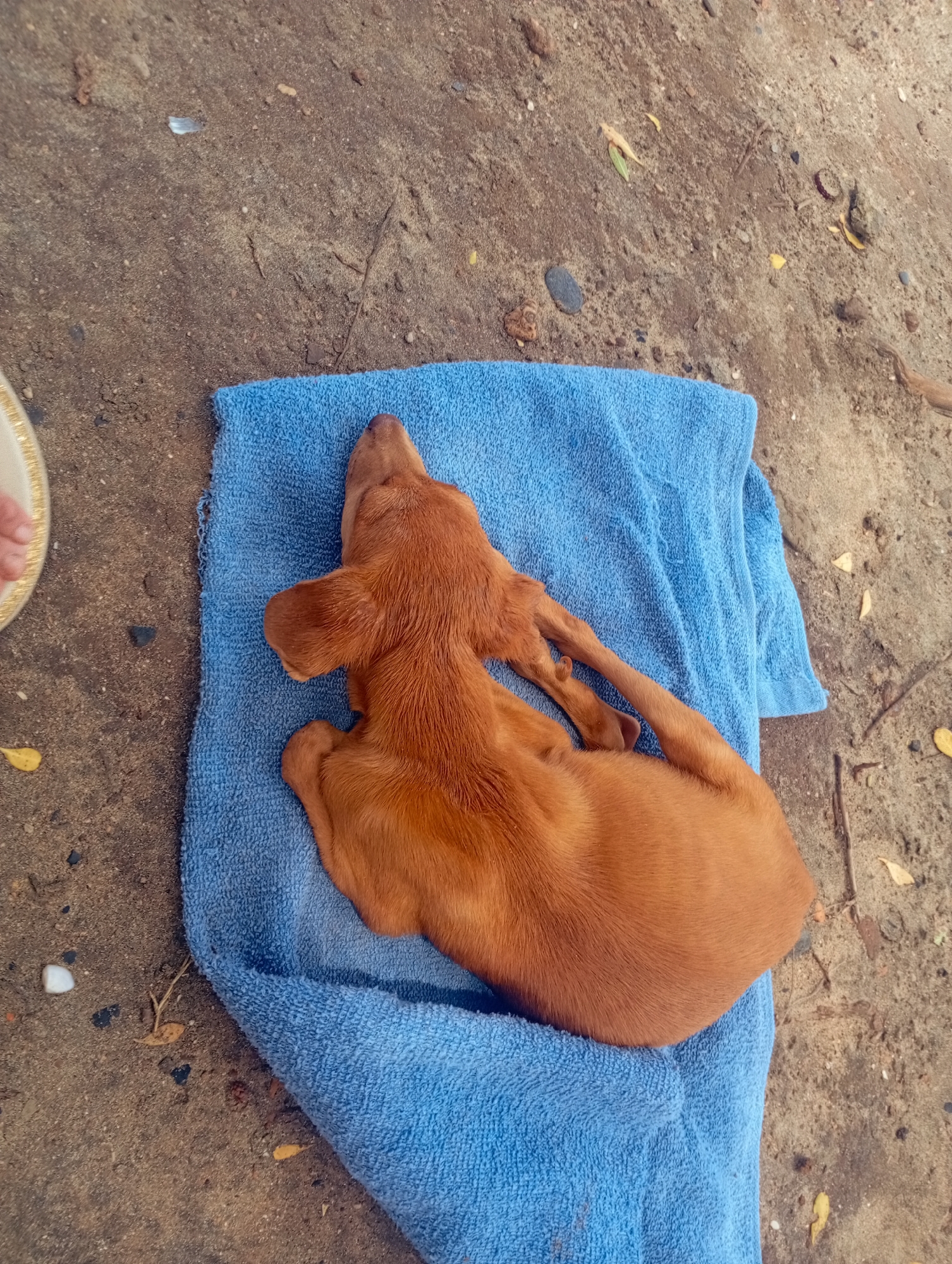 The image shows a brown dog sleeping on a blue towel. The towel is placed on a sandy or dirt-covered surface. The location appears to be outdoors. There is a glimpse of a person's foot in a sandal in the top left of the frame. The precise location within the city of Altagracia, Venezuela cannot be determined from the given image.
