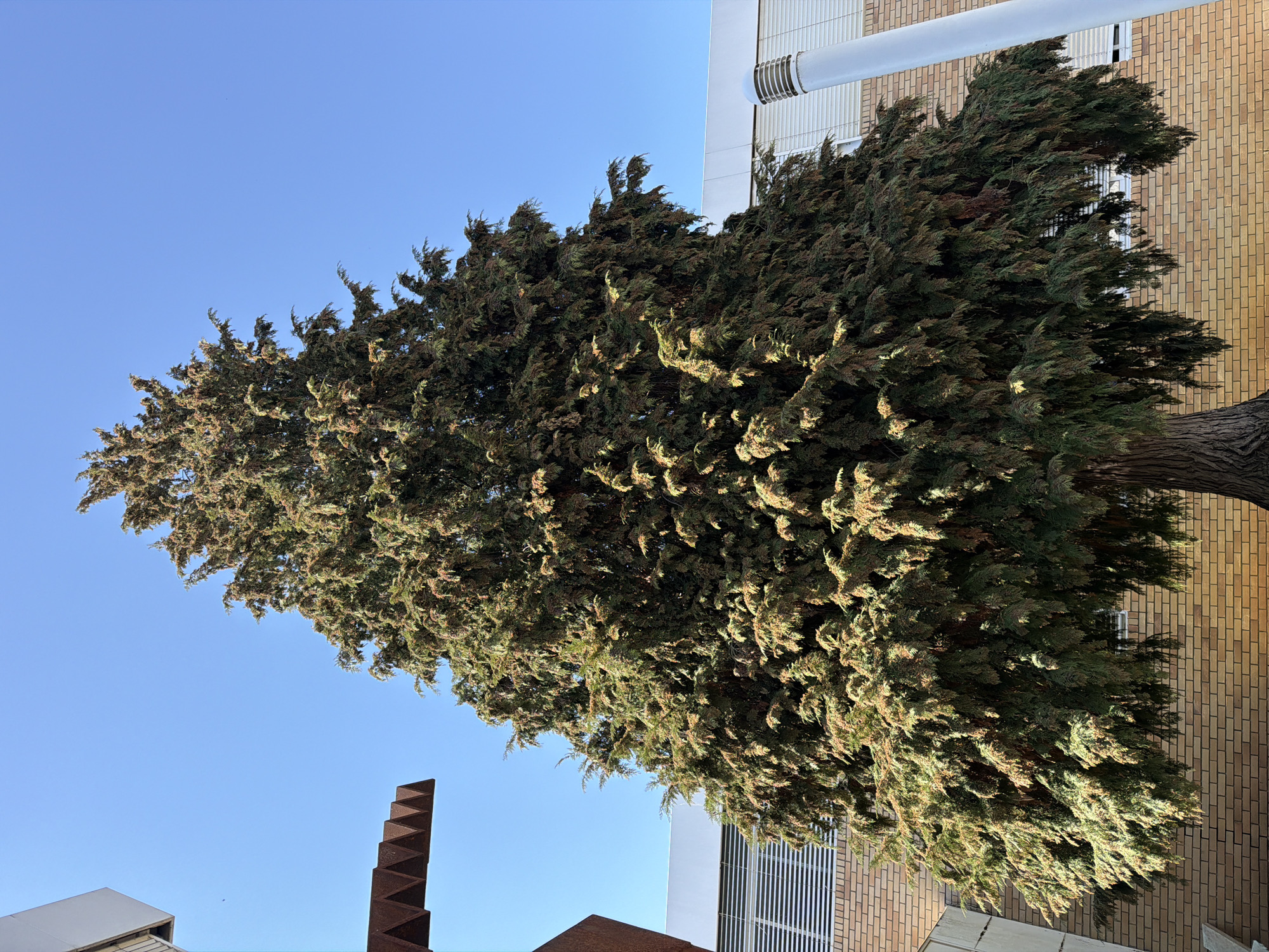 A large, dense conifer tree, characterized by dark green and brownish foliage and a textured, gnarled trunk, stands centrally within the frame under a clear blue sky. The tree is located on the campus of the Polytechnic Institute of Bragança (IPB) in Bragança, Portugal. Sections of modern buildings flank the tree; these structures feature light brown brick facades at lower levels and white upper sections equipped with horizontal louvered vents. On the upper left, a portion of a distinct weathered metallic sculpture, exhibiting a rusted appearance and a jagged, saw-tooth upper edge, is visible. To the right of the tree, a prominent white cylindrical vent pipe with a ribbed cap extends upwards. The scene is static, devoid of people or discernible activity, illuminated by clear daylight.