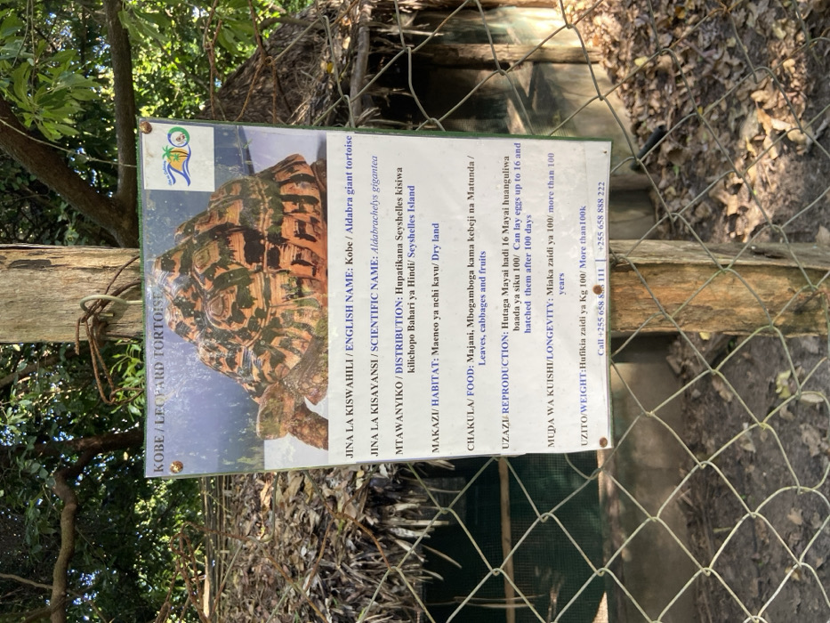 The image shows a sign for an Aldabra giant tortoise in the Dar es Salaam Zoo, Tanzania. The sign is attached to a wooden post, surrounded by a chain-link fence. It has the words "KOBE/LEOPARD TORTOISE" at the top. The sign is in Swahili and English and provides information about the tortoise, including its scientific name, Aldabrachelys gigantea. The image also features a colorful drawing of an Aldabra giant tortoise. The ground is covered in leaves and other plant debris. The coordinates -6.945, 39.395 place the scene within the Dar es Salaam Zoo.