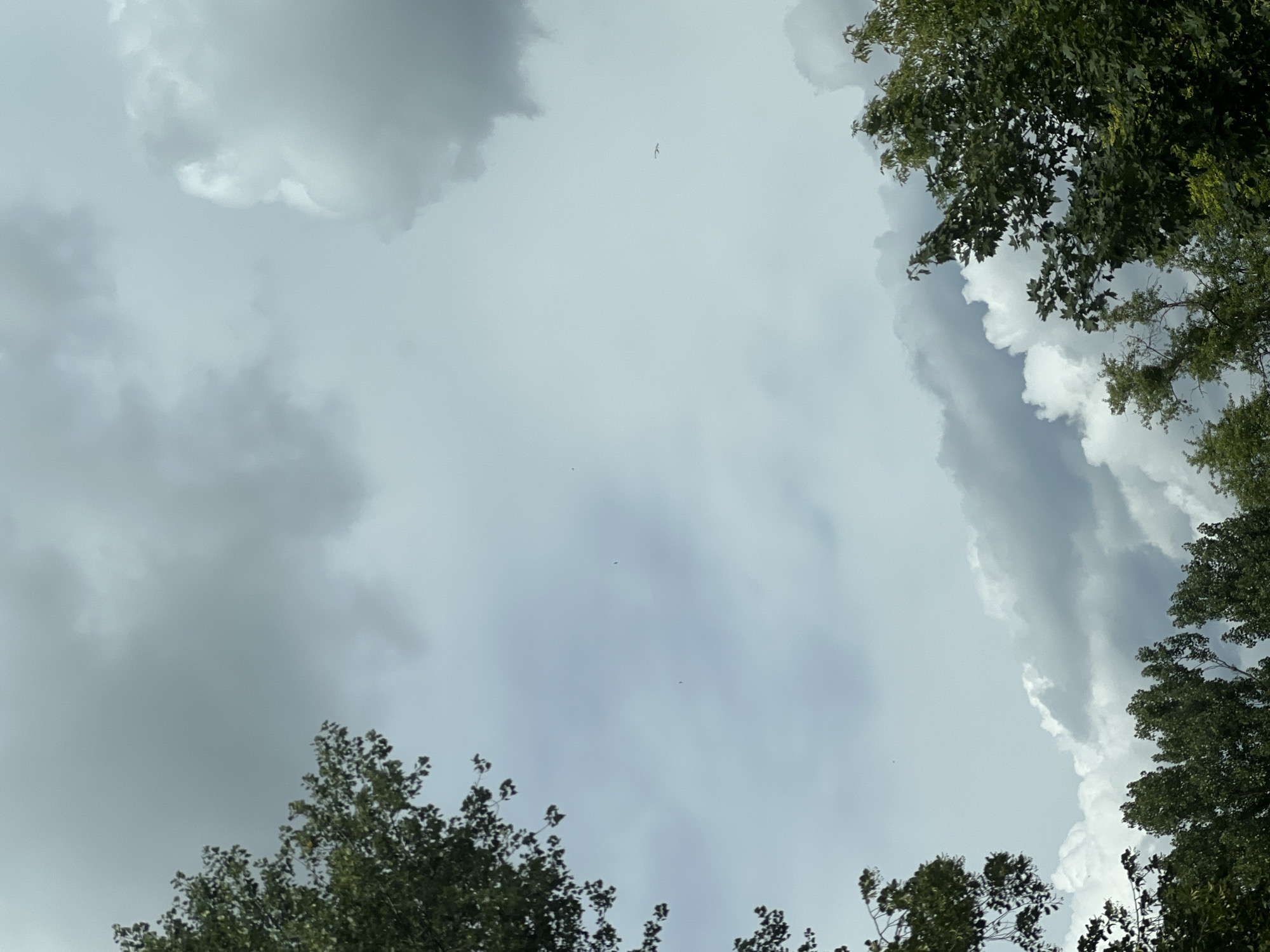 The image is a low-angle shot looking up at a cloudy sky framed by the tops of trees. The clouds are a mix of light and dark grey, suggesting an overcast or impending stormy weather. The trees, with lush green foliage, are visible at the edges of the frame, appearing to be deciduous. Several small, dark specks, possibly birds or insects, are discernible against the lighter parts of the sky. The overall impression is one of a natural scene within an urban environment, typical of a park or a tree-lined street in Warsaw, Poland.