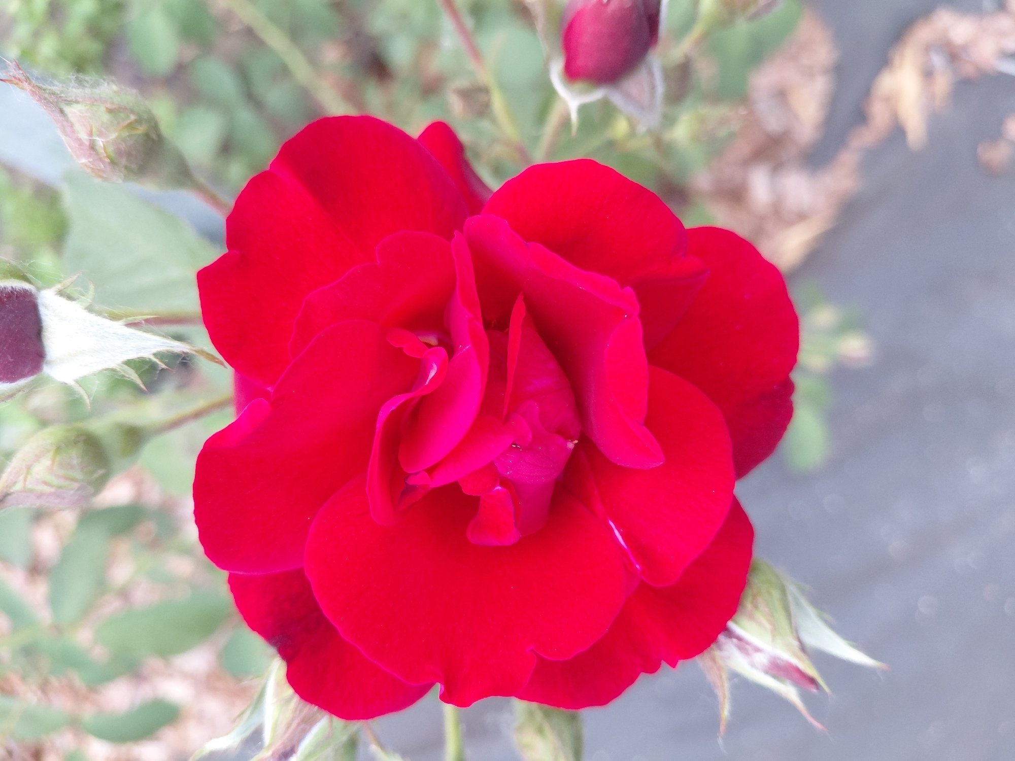 A close-up, slightly low-angle shot captures a vibrant red rose in full bloom, dominating the center of the frame. The rose's petals are a rich, velvety red, with some inner petals appearing a deeper, fuchsia hue. The flower is surrounded by other rose buds, some partially open and others still closed, in various stages of development. These buds are a mix of green and reddish-purple. The background is softly blurred, showing hints of green foliage and what appears to be a greyish, textured surface, possibly pavement or a similar ground covering. The lighting is natural and diffused, highlighting the textures and colors of the rose and buds. The image does not contain any people or actions. The location of Novosibirsk, Russia is not discernible from the visual information in the image.