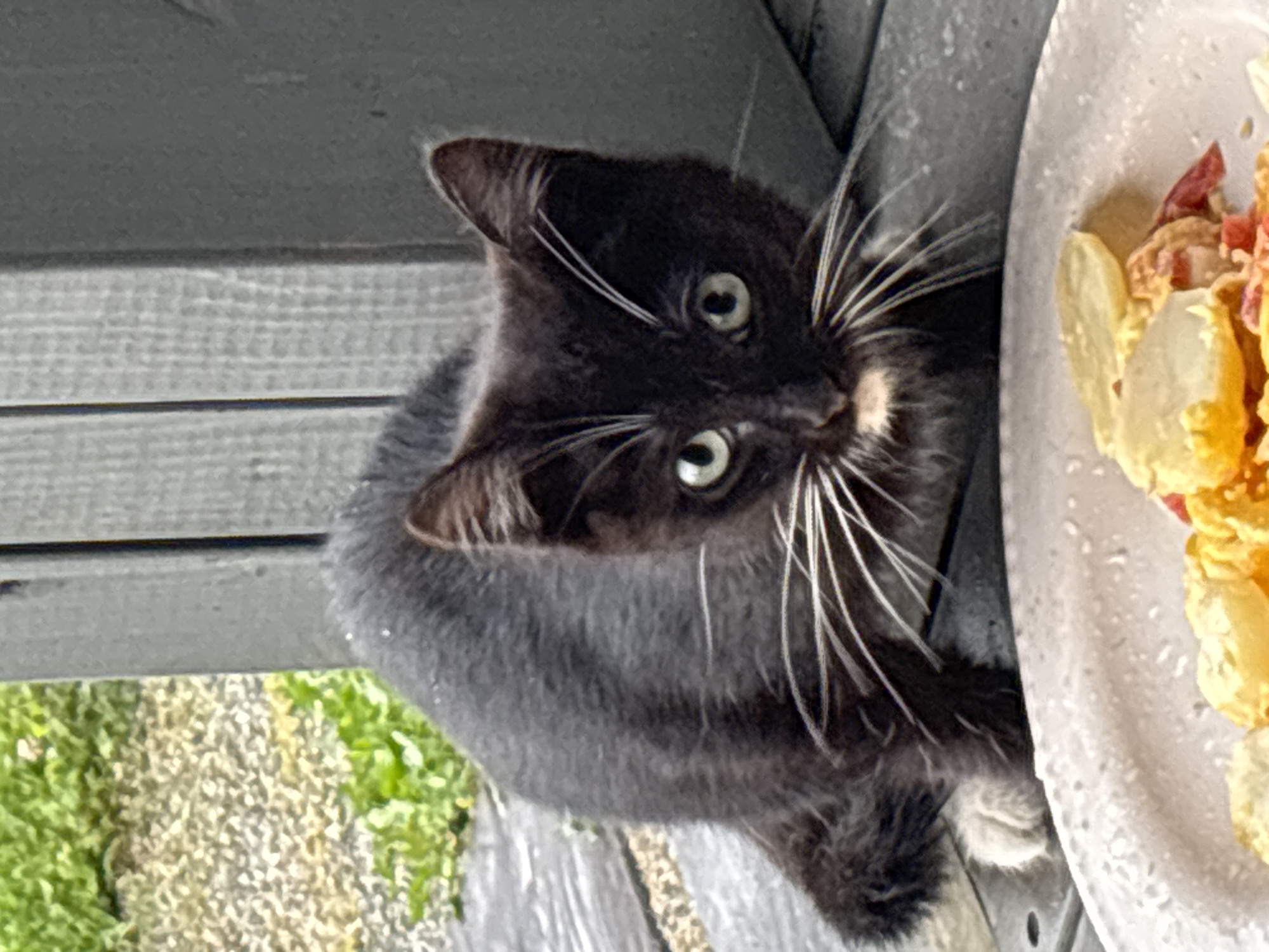 A black and white kitten is on a wooden deck in front of a white plate with food. The kitten has green eyes and white whiskers. The background consists of green grass and a gray wooden structure. The scene is set in Zvenigorod, Russia.