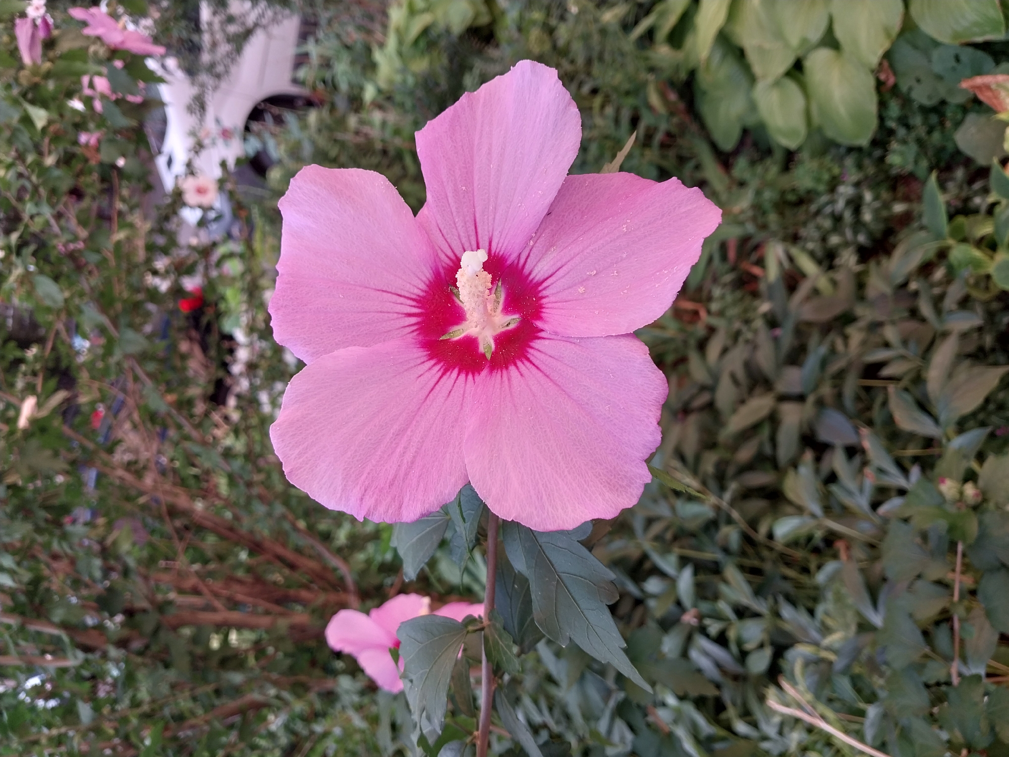 A close-up, eye-level shot captures a bright pink hibiscus flower in full bloom, dominating the foreground. Its delicate petals, tinged with darker pink veins radiating from the center, are unfurled against a blurred background of lush green foliage and tree branches. The flower's stamen, a delicate cluster of white and yellow, is clearly visible at its core. In the mid-ground, a second, smaller pink hibiscus is partially visible, also in bloom. Beyond the greenery, a white vehicle is partially obscured, suggesting an urban or suburban setting. The overall impression is one of natural beauty set against a backdrop of everyday life. The specific location in Dnipro, Ukraine, is not discernible from the visual information provided in the image.