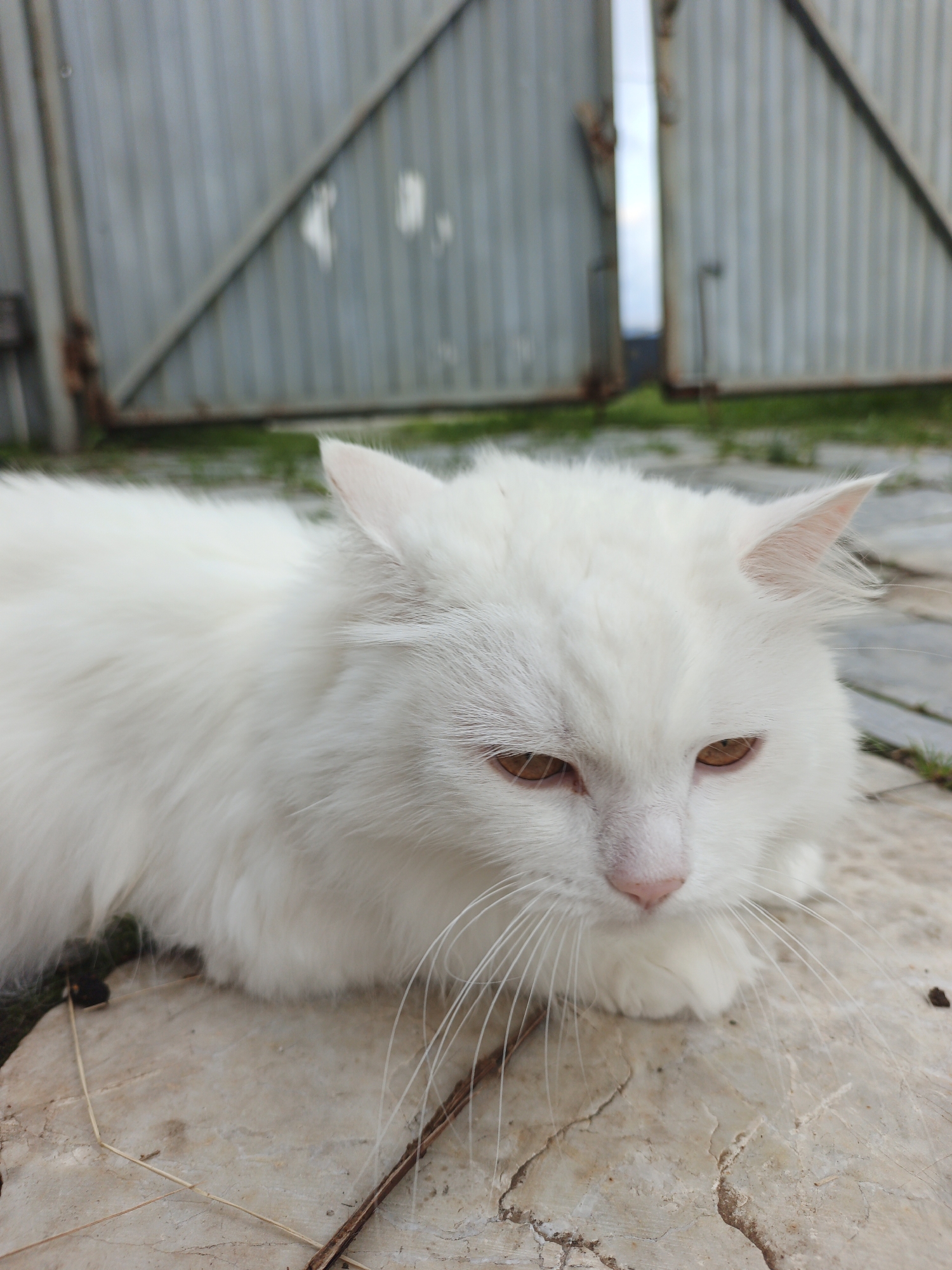 A close-up, eye-level shot captures a fluffy white cat lying down on a light-colored, stone-tiled surface. The cat is the primary subject, with its fur appearing soft and slightly windswept. Its eyes are a warm amber color, and its expression is calm, perhaps a little drowsy. The cat's pink nose and delicate whiskers are also visible. The foreground is dominated by the cat and the textured tiling, which shows some cracks and is interspersed with small patches of green grass. A few dry, thin twigs lie on the tiles near the cat.
In the background, out of focus, is a large, corrugated metal gate. The gate appears to be made of vertical metal sheets and has a diagonal brace. There is some rust visible on the gate and its supporting structures, suggesting it might be an outdoor enclosure or an entrance. The sky is visible through a gap in the gate, appearing bright, possibly indicating daylight. The overall scene suggests an outdoor setting, likely in a yard or an alleyway, with hints of the location being Medvedyovka, Russia. There is no visible text in the image. The lighting suggests it is daytime, and the presence of grass could imply fair weather, though the cloudy appearance of the gate hints at an overcast sky.