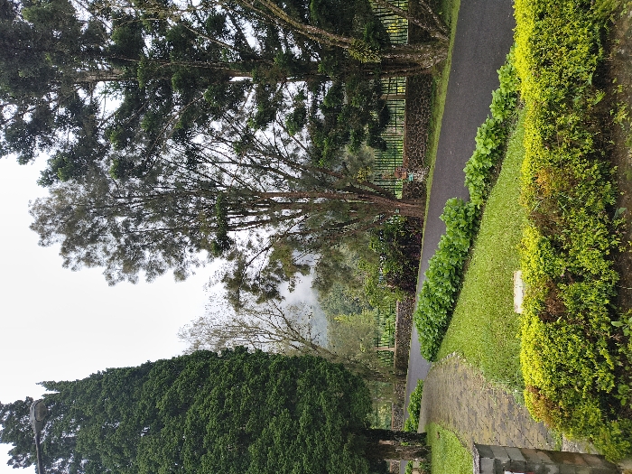 The image depicts a serene outdoor scene, likely a park or garden, characterized by lush greenery and well-defined pathways under an overcast sky. The overall impression is one of tranquility and natural beauty.
In the foreground, a light-colored, possibly paved or brick pathway, curves gently towards the right. To its immediate right, a vibrant green, neatly trimmed hedge and a patch of grass extend along the path's edge. Further right, a denser, slightly untamed bush with varying shades of green and some yellowing foliage forms a natural boundary.
To the left of the paved path, a dark asphalt path runs parallel, also curving into the distance. This path is bordered by another row of well-maintained green bushes and grass. Beyond these paths, a low stone wall and a metal fence are visible, segmenting the landscape.
The scene is dominated by numerous tall trees with dense foliage, primarily evergreens, which fill the upper and left portions of the image. Their branches are laden with leaves, some appearing dark green and others a lighter, almost silvery green. The trunks of some trees are visible, showing textured bark. In the distant background, hazy, tree-covered hills or mountains are faintly discernible under the diffused light of the sky. A streetlight post can be seen on the far left, partially obscured by the trees.
No people or animals are visible, suggesting a quiet moment in the park. The weather appears overcast or foggy, with a pale, diffused sky, indicating either early morning, late afternoon, or a generally cloudy day without direct sunlight. The dense, tropical-looking vegetation aligns with the provided location context of Cimacan, Indonesia. There is no visible text in the image.