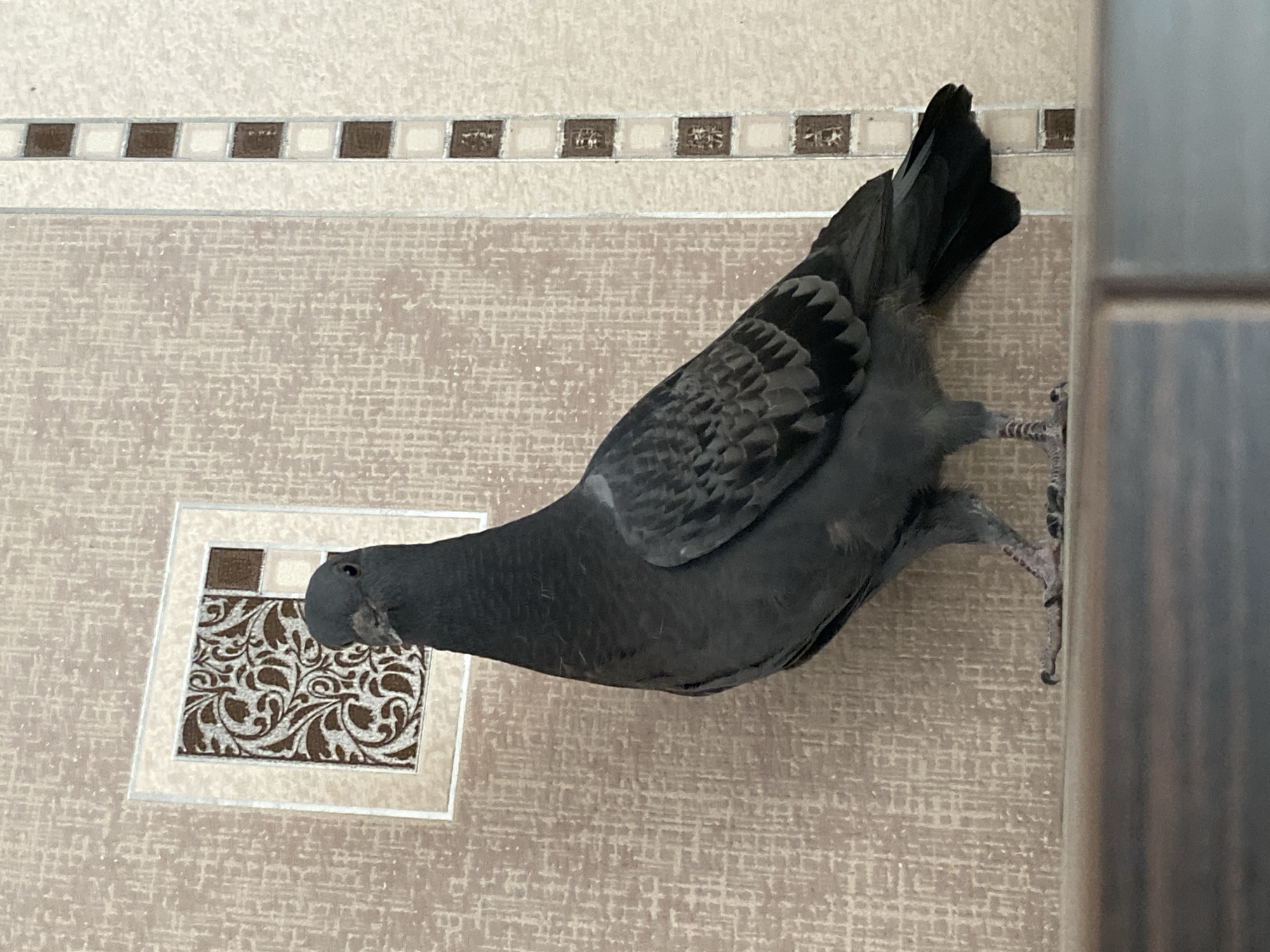 A single, dark gray pigeon stands on a horizontal surface, facing the camera. The pigeon is centered in the frame, with its body angled slightly to the left. Its head is turned to face forward. The background consists of a textured, light brown wall with a decorative square insert featuring a brown and white pattern. To the right of the insert, a vertical strip of alternating brown and white square tiles is visible. The horizontal surface the pigeon stands on is a dark brown, reflective material. The overall scene appears to be indoors, possibly in a residential setting, and does not contain any identifiable landmarks or features specific to Protvino, Russia. There are no people, actions, or interactions depicted in the image.