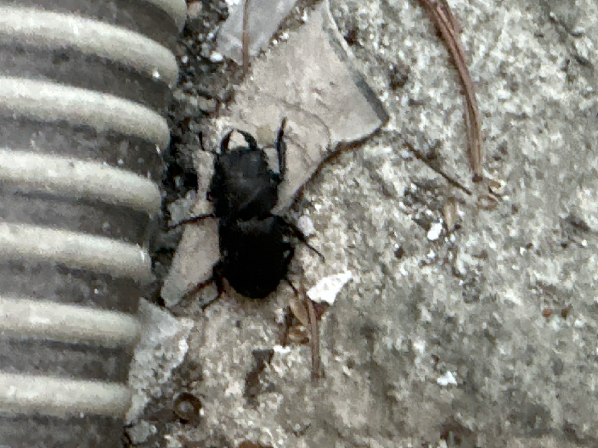 A black beetle, possibly a ground beetle, is positioned on a rough, grey, concrete-like surface. A segment of corrugated pipe is visible in the left of the frame, and a small, triangular piece of debris is located behind the beetle. A brown pine needle is situated on the right side of the frame. The location is within the city of Zagreb, Croatia.