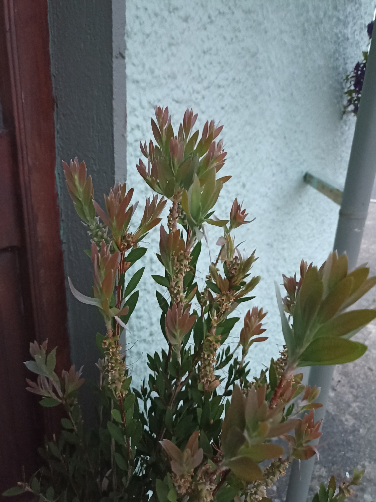 This is a medium shot photograph of a bottlebrush plant with reddish-green new growth and small, undeveloped flower spikes. The plant is positioned outdoors, in front of a textured, light blue wall. To the left of the plant is a dark red wooden door or panel. To the right, a grey pipe runs vertically alongside the wall, and a pale blue downspout is visible near the top of the frame. The ground appears to be a concrete or paved surface. There are no people or animals visible in the image. The lighting suggests it is daytime, possibly late afternoon or early evening, with some shadows cast. The image was taken in Annagry, Ireland.
