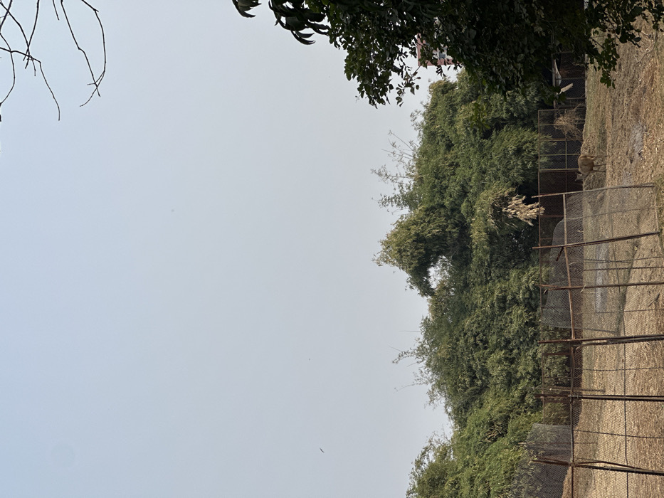The image depicts an outdoor animal enclosure, likely located within the Sayaji Baug Zoo in Vadodara, India. The scene features a single light brown deer standing on dry, sparse grassy terrain towards the right of the frame, within a fenced area. The enclosure is constructed with multiple sections of rust-colored wire mesh fencing supported by dark metal posts, forming an irregular boundary across the middle ground. Behind the enclosure, a dense line of lush green foliage, predominantly appearing as bamboo, forms a natural backdrop. A darker green tree with distinct leaves partially borders the right edge of the frame. The upper half of the image is dominated by a clear, pale blue to light gray sky, with bare tree branches visible in the top right corner. No people are visible. The environment suggests a daytime setting with dry conditions.