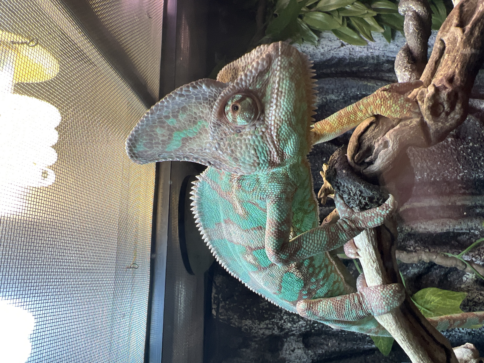 A green and brown veiled chameleon is perched on a branch inside its terrarium. The chameleon's body is facing the right, but its head is turned towards the left, appearing to look at something outside the terrarium. The terrarium has a mesh wall on the left and a textured rock-like background with foliage on the right.
I do not have location information.