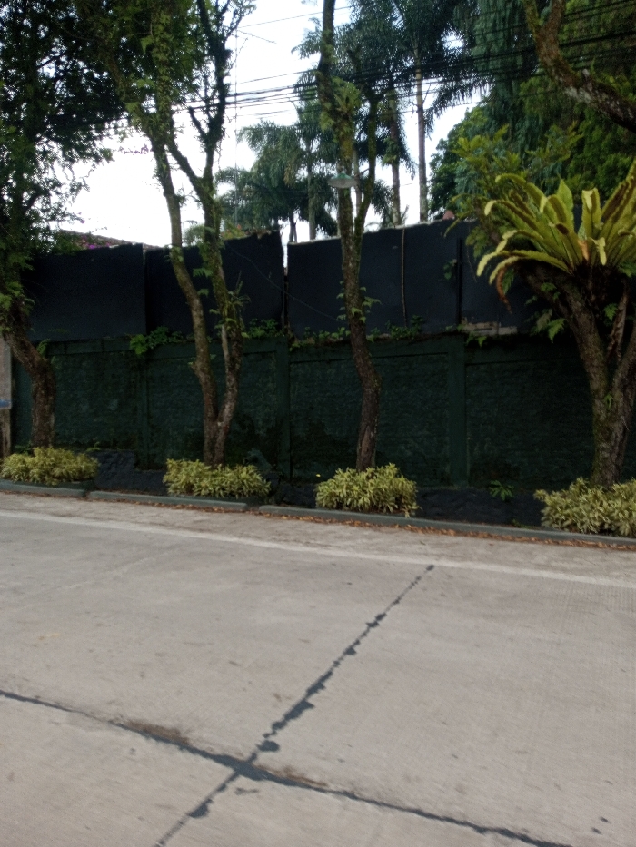 This image depicts a street scene in Sukanagalih, Indonesia, under an overcast sky. The foreground features a light grey concrete road exhibiting multiple dark linear cracks and repair lines, including a prominent diagonal line running from the lower left towards the mid-right. A narrow, lighter grey curb delineates the road from a dark planting strip.
In the midground, a continuous dark green, textured wall with visible segmentation runs horizontally across the scene. In front of this wall, five trees with rough, lichen-covered trunks and branches are planted at regular intervals. Clumps of bushy, light green and yellowish-green foliage are arranged in the planting strip at the base of the trees. A large bird's nest fern is prominently visible on the right, growing on or near a tree trunk. Above the green wall, a taller, smooth, dark grey or black panel wall forms an upper barrier.
The background reveals dense tropical vegetation, including numerous palm trees, rising above the walls. Overhead, multiple black utility lines are suspended against the light grey sky. A small, grey street lamp fixture is partially visible amongst the tree branches, positioned above the upper dark wall. No individuals, vehicles, or active interactions are present in the scene.