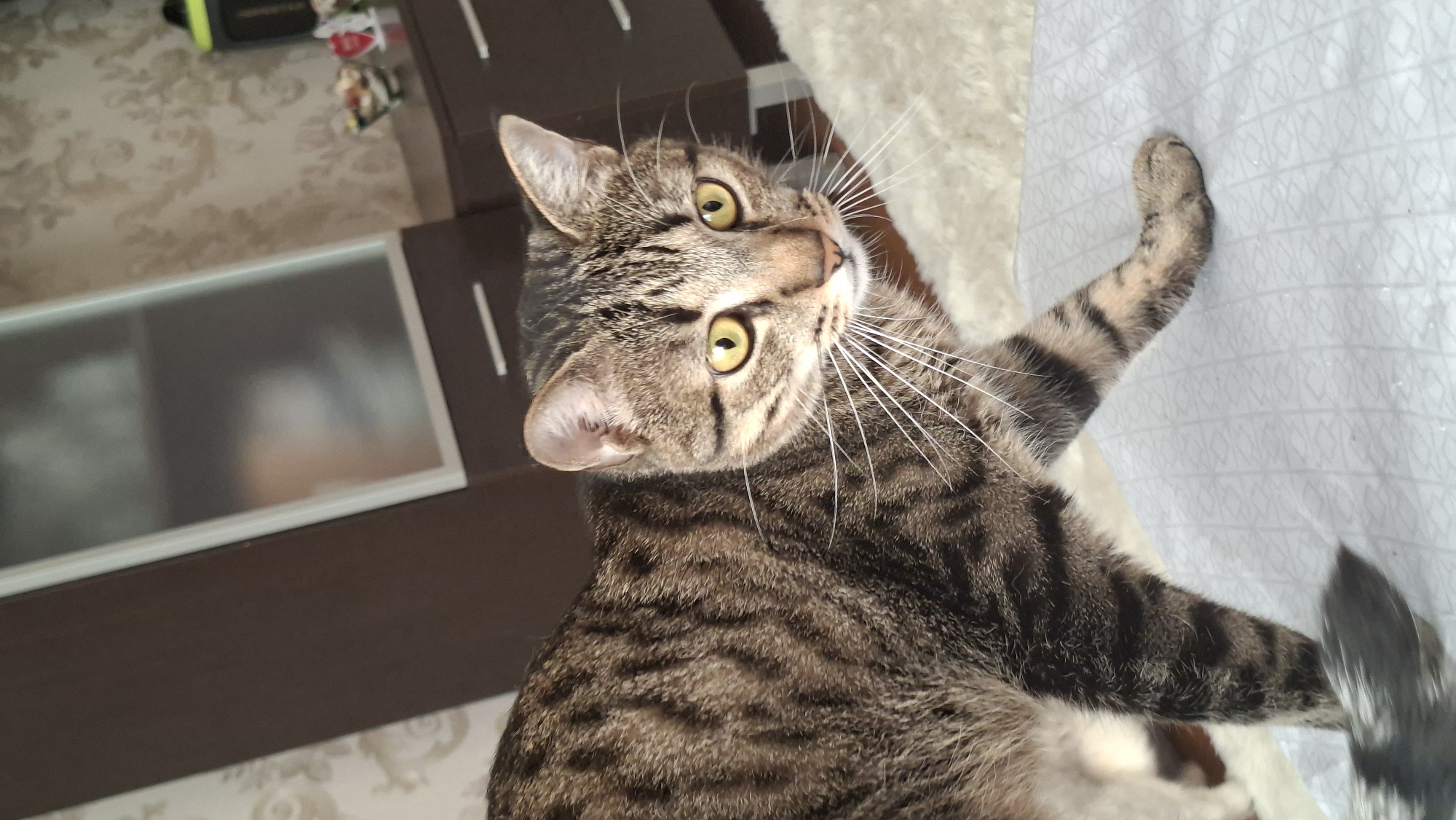 A tabby cat with yellow eyes and white whiskers stands on a white patterned surface, its body angled to the right. The cat's fur is a mix of brown and black stripes. In the background, a dark brown cabinet is visible, with a frosted glass door. A wall with floral wallpaper is also present. The scene appears to be indoors, possibly in a residential setting within the city of Myadzyel, Belarus.