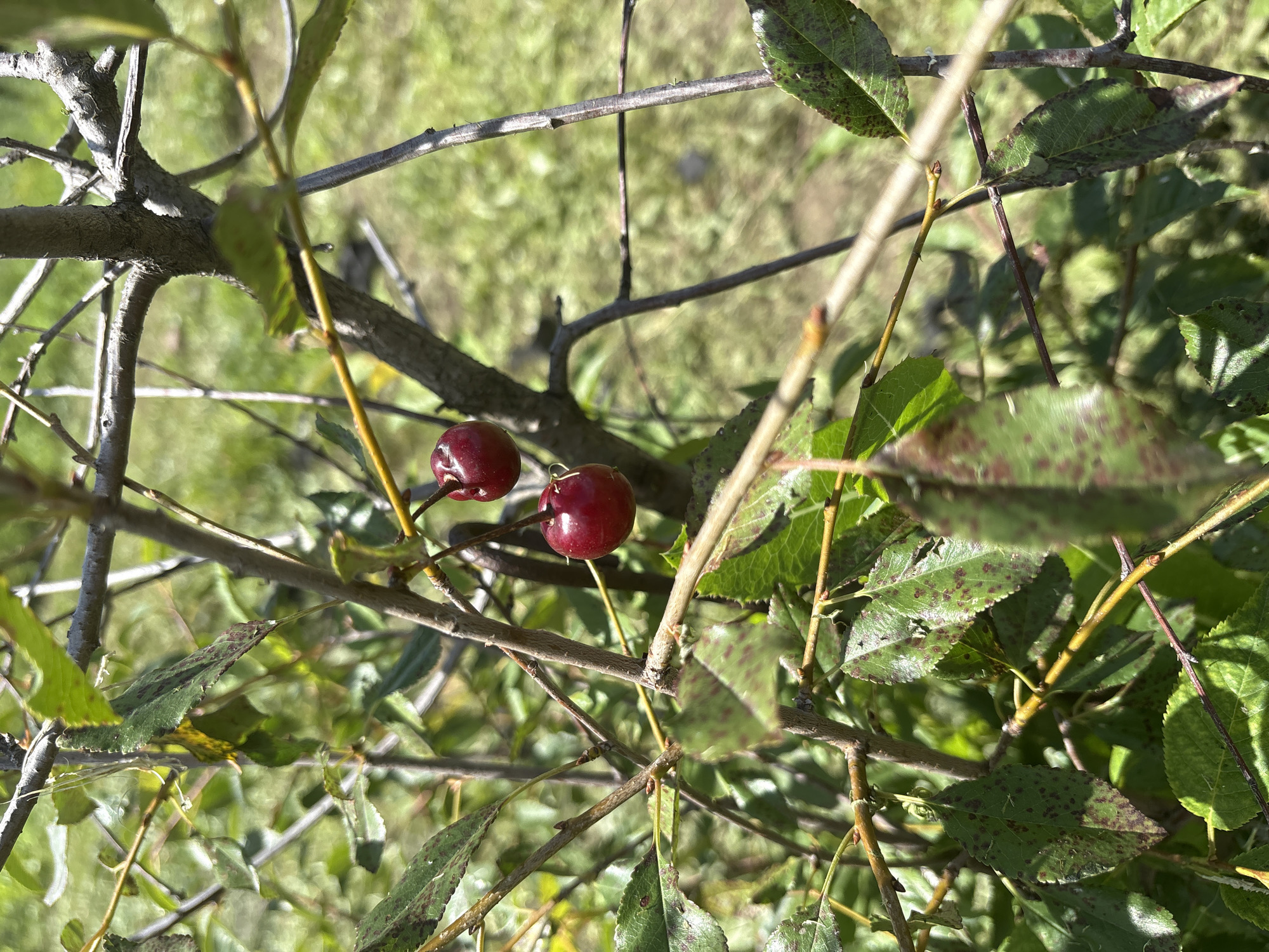 Two ripe cherries are suspended from a branch of a tree. The cherries are small and round, with a deep red color. They are attached to the branch by thin stems. The tree has green leaves, some of which are spotted with brown. The background is blurred and appears to be a grassy area with sunlight. The image was taken outdoors, likely in a park or garden. The specific location in Orsk, Russia, is not discernible from the image alone.