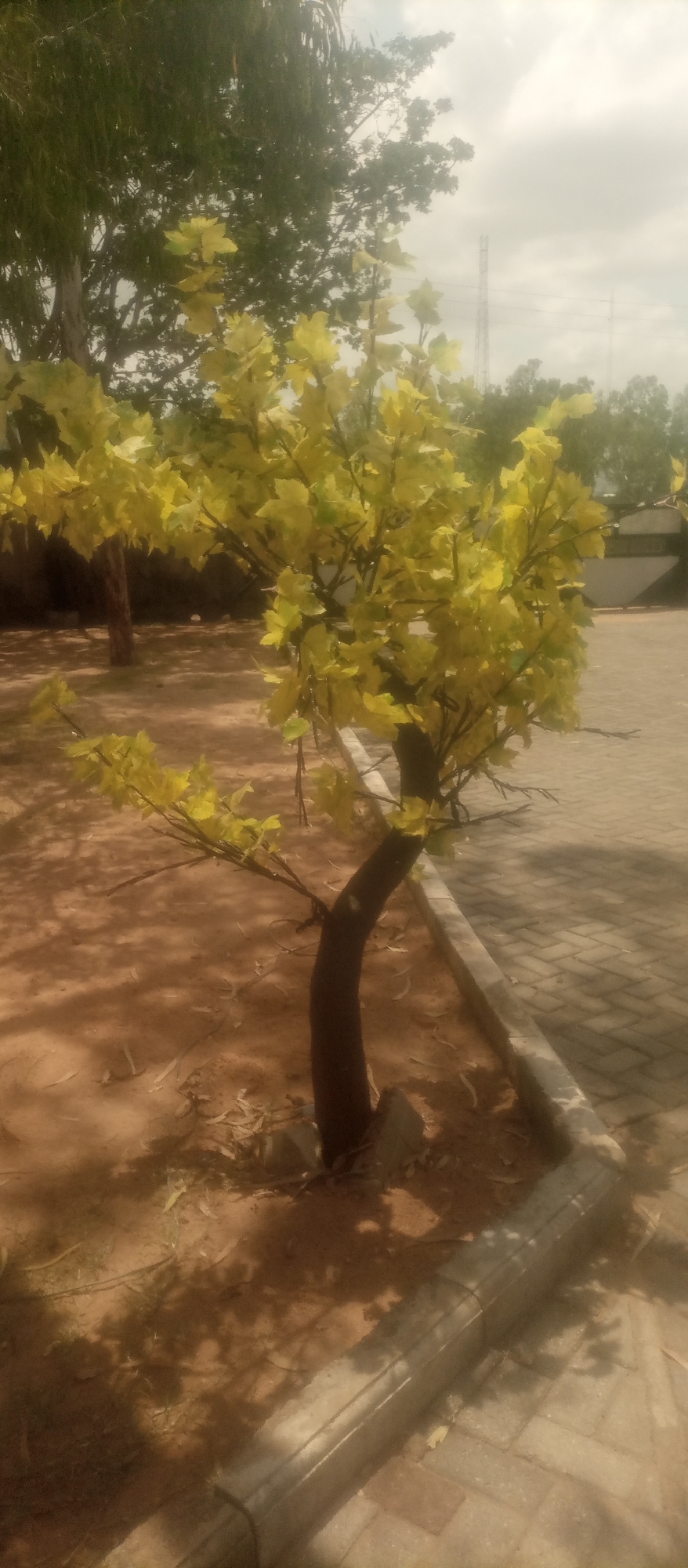 A medium shot captures a small, artificial tree with yellow leaves planted in sandy soil. The tree's trunk is dark brown and curves to the right. Its branches are thin and bare, with clusters of artificial yellow leaves. The tree is situated next to a paved area with light brown rectangular tiles and a concrete border. In the background, several larger trees with green foliage are visible, along with a tall tower and power lines against a cloudy sky. The lighting suggests it is daytime. The scene appears to be in an outdoor public space. This location is the Taraba State University in Jalingo, Nigeria.