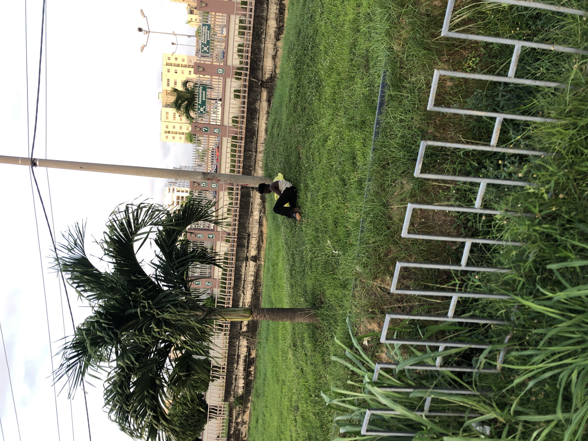 A daytime, outdoor scene in Alaguntan, Nigeria, features a grassy area bounded by a low, concrete and metal fence along a row of buildings. A single palm tree stands to the left of the frame. A utility pole rises behind the tree. A person wearing light-colored clothing is seated on the grass near the fence. A metal fence is in the foreground, partially obscured by tall grass. Numbers are displayed on the buildings.