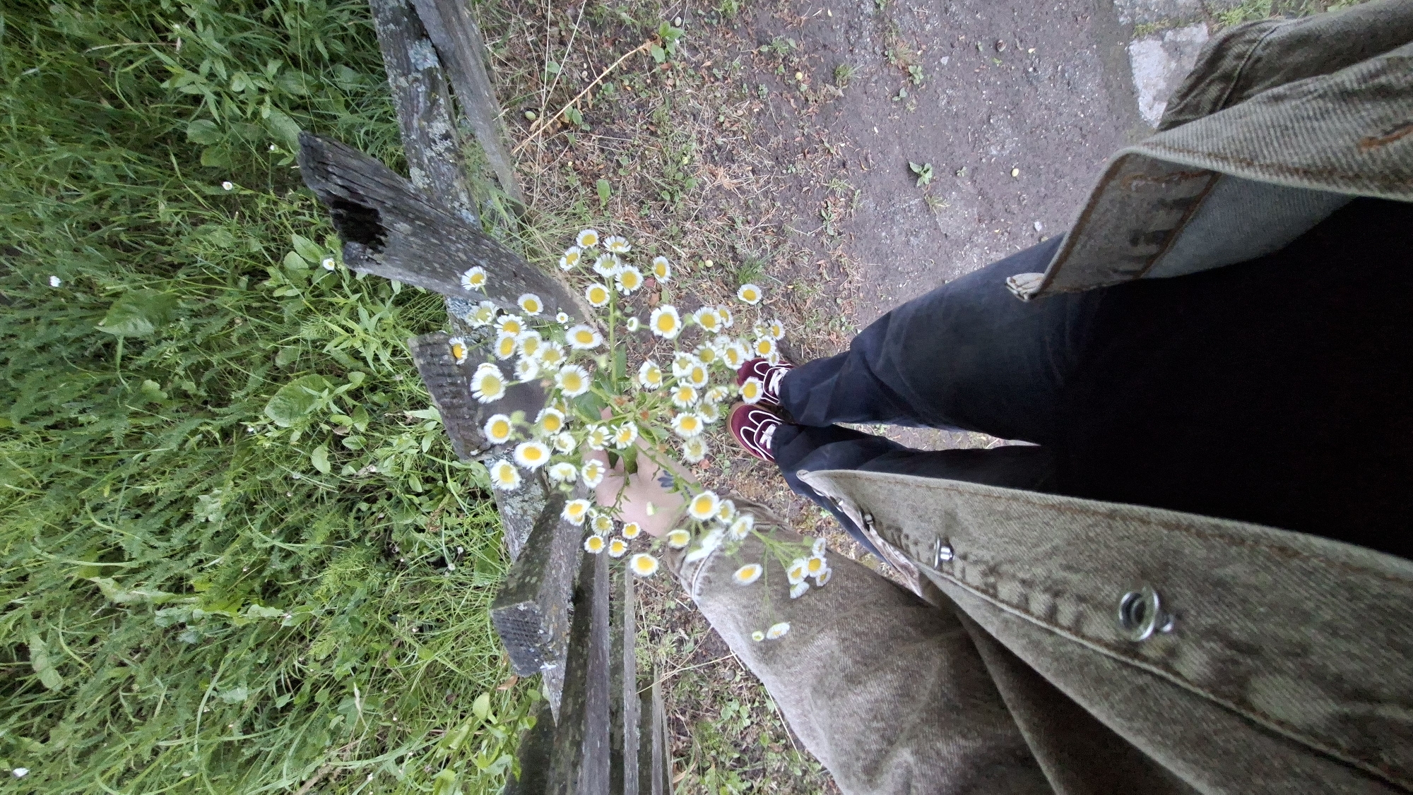 A first-person perspective shot shows a person holding a bouquet of small white daisies with yellow centers. The person is wearing a light brown denim jacket, dark pants, and maroon sneakers. The flowers are held in front of the person's body, with their hand and arm visible. The background consists of a weathered wooden fence, tall green grass, and a dirt path. The scene appears to be outdoors, possibly in a rural or park-like setting, given the natural elements and the rustic fence. There are no other individuals or specific landmarks that would identify a precise location within Забалоцкі сельскі Савет, Belarus.