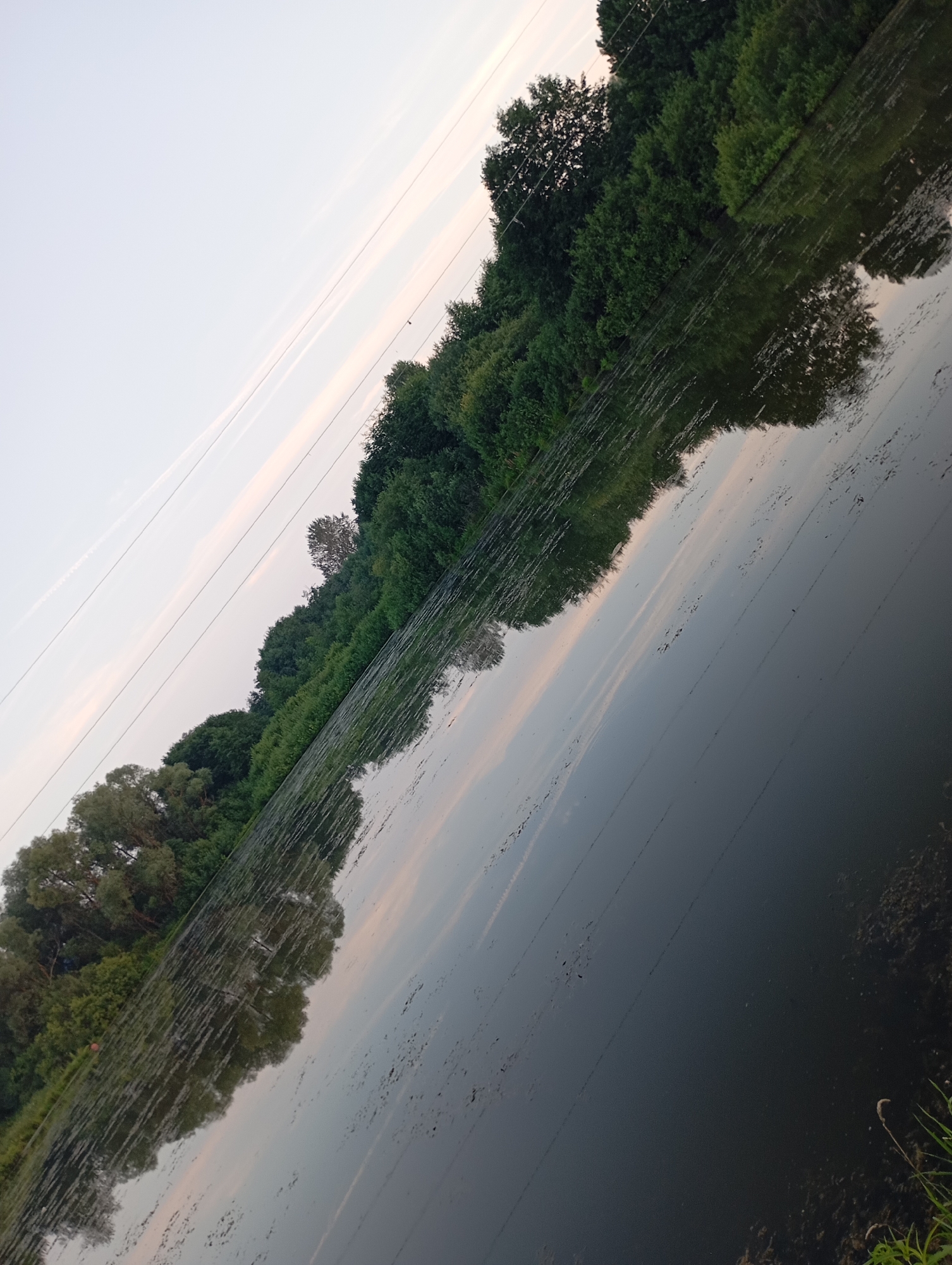 The image depicts a body of water, likely a river or lake, with a densely vegetated shoreline. The water's surface is dark and appears somewhat still, with reflections of the surrounding trees and sky visible. Patches of debris or aquatic plants are scattered across the water. The shoreline is characterized by a thick growth of various green trees and shrubs, creating a natural barrier. The sky above is a pale, hazy color, with subtle streaks of pink or orange, suggesting it may be dawn or dusk. Several thin, dark lines, consistent with overhead power or telephone lines, traverse the sky from left to right. The image is tilted, giving a diagonal perspective to the scene. The location is identified as Фоки, Russia.
