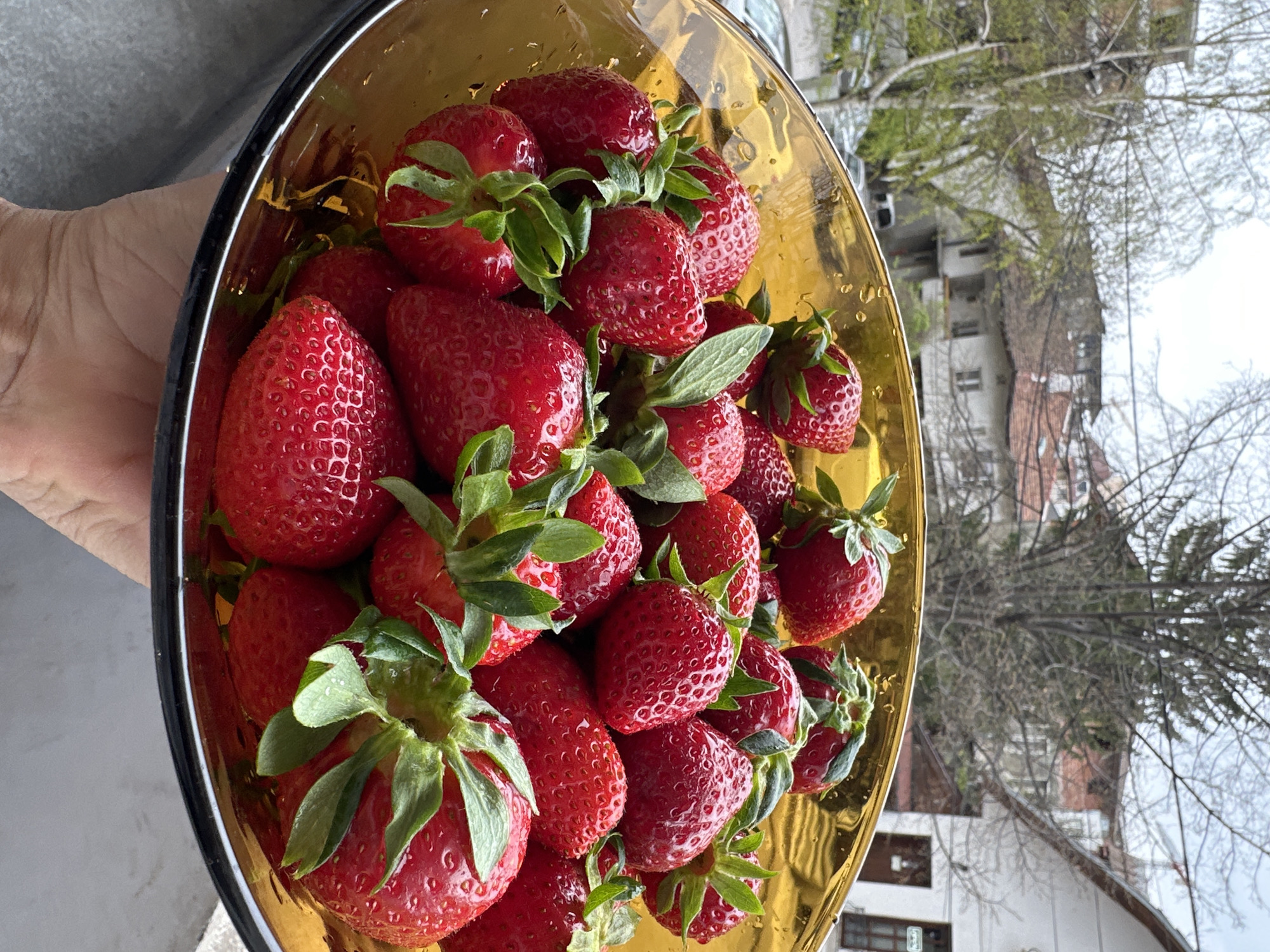 A bowl of fresh strawberries is being held by a person. The bowl is gold and translucent, reflecting the outside world. The strawberries are bright red and have green stems. In the background, there are bare trees and buildings. Based on the architecture, this photo appears to have been taken in Sofia, Bulgaria. The buildings have red tile roofs, which are common in Sofia.