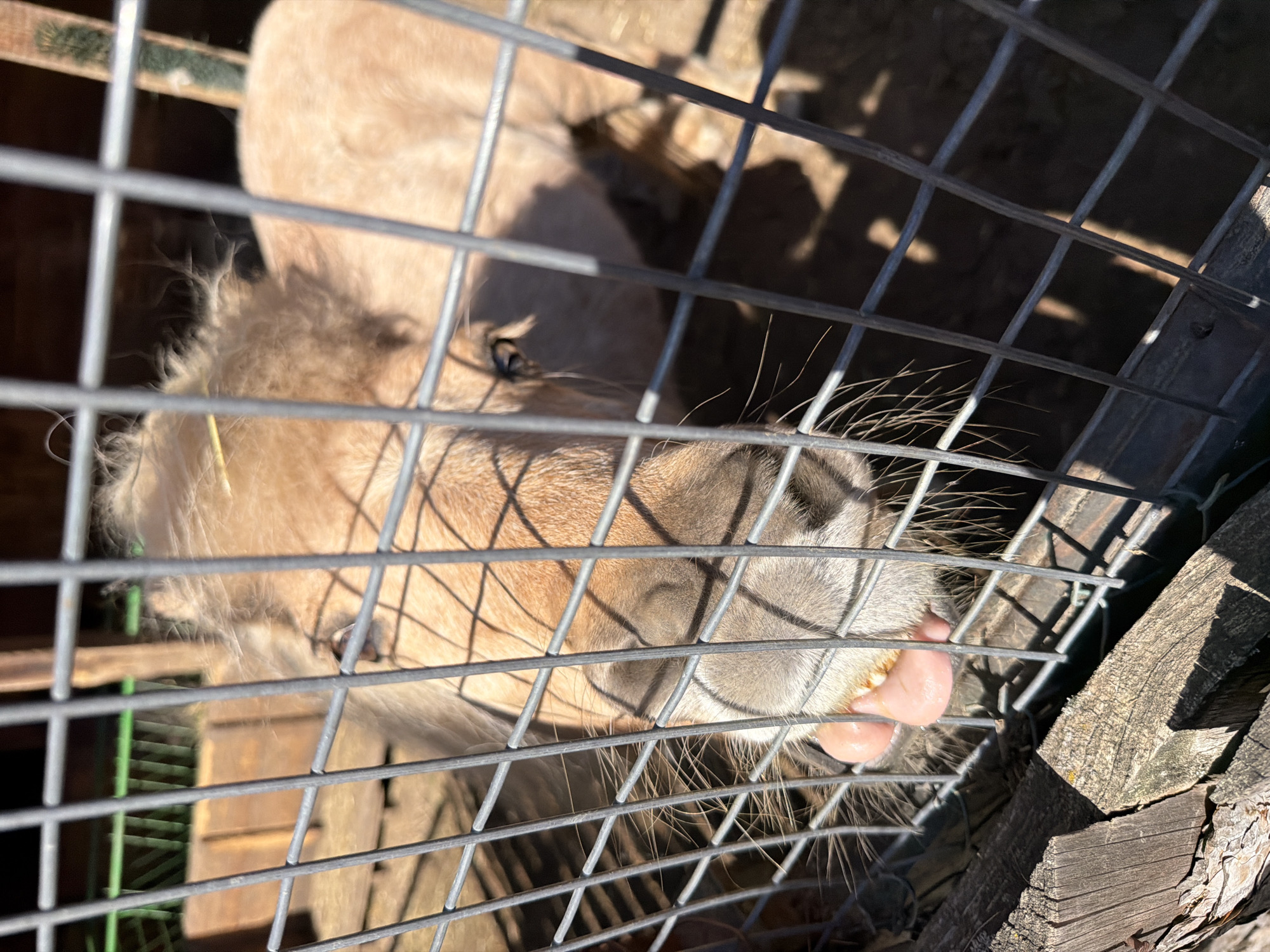 A tan miniature horse is enclosed in a gray metal wire cage outdoors on a sunny day. The horse is sticking its pink tongue out through the wires. A wooden structure is visible in the lower right corner, and the background appears to be vegetation and other structures. The image does not contain sufficient information to confirm a location within Sofia, Bulgaria.