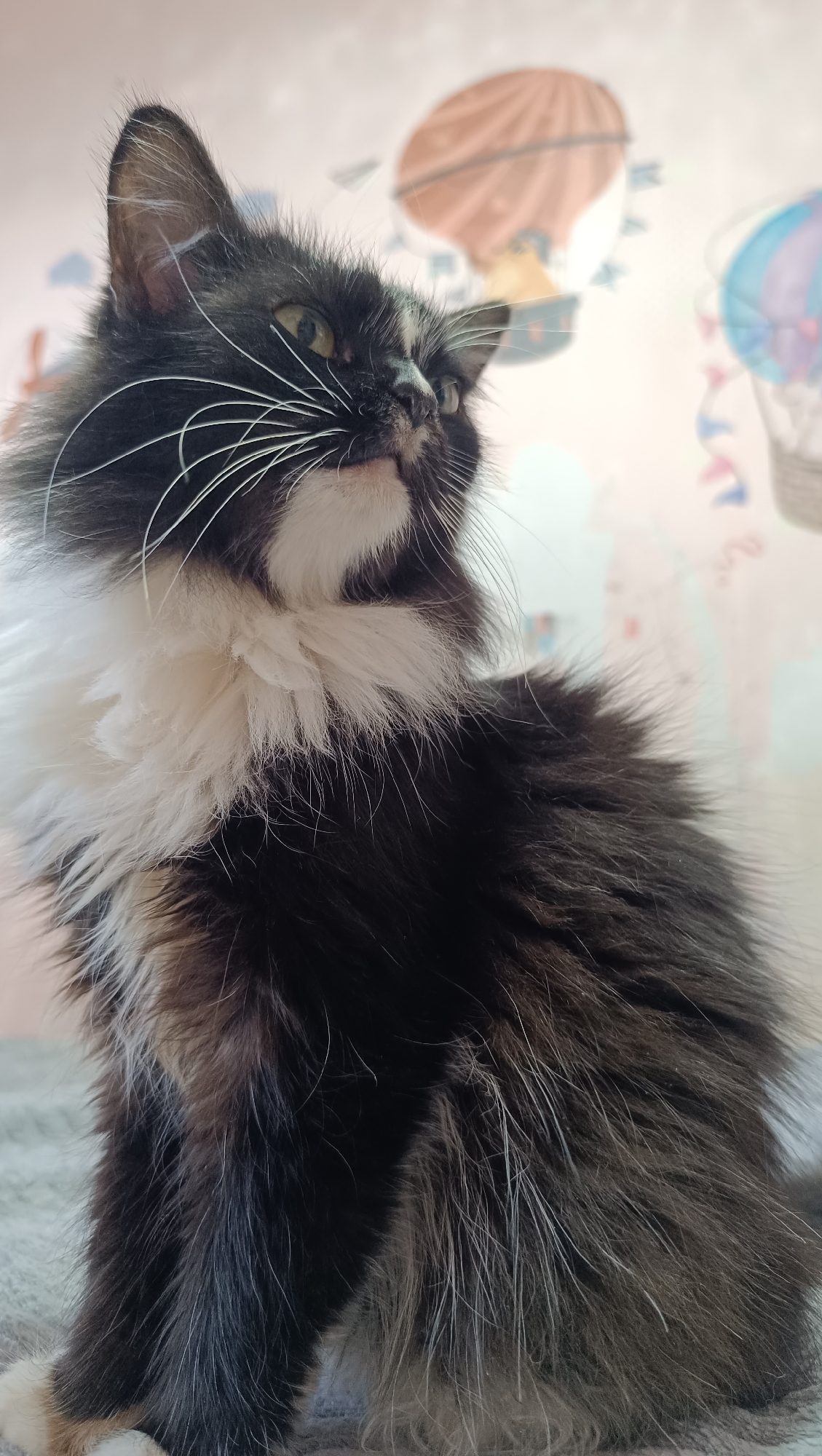 A close-up, low-angle shot shows a black and white fluffy cat looking up and to the right. The cat's fur is long and appears to be a mix of black and white, with a prominent white ruff around its neck and chest. Its eyes are green and its whiskers are long and white. The background is out of focus and appears to be a wall decorated with drawings of hot air balloons and flags. The cat is sitting on a gray, textured surface. The image does not provide any information about the location in the city of Chaikovsky, Russia.