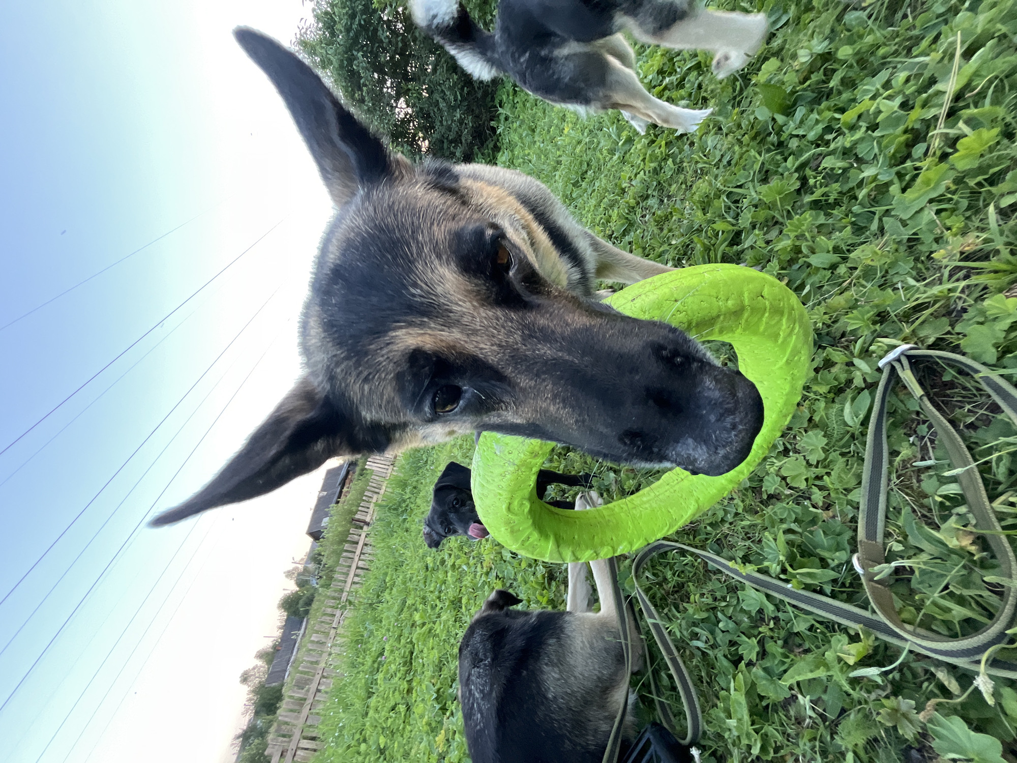 In Nizhny Tagil, Russia, on a grassy outdoor area, a medium shot captures four dogs engaged in play. The most prominent is a German Shepherd breed, positioned centrally and facing the camera, holding a bright green circular toy in its mouth. To the left, another dog, partially visible, rests on the grass. Behind it, a smaller black dog stands with its tongue out, looking toward the German Shepherd. To the right, another dog's hindquarters are visible as it moves away. The background features a wooden fence, some houses, and overhead power lines against a clear sky. A green and black leash lies on the grass in the foreground. The scene is illuminated by natural daylight, suggesting it's either early morning or late afternoon.