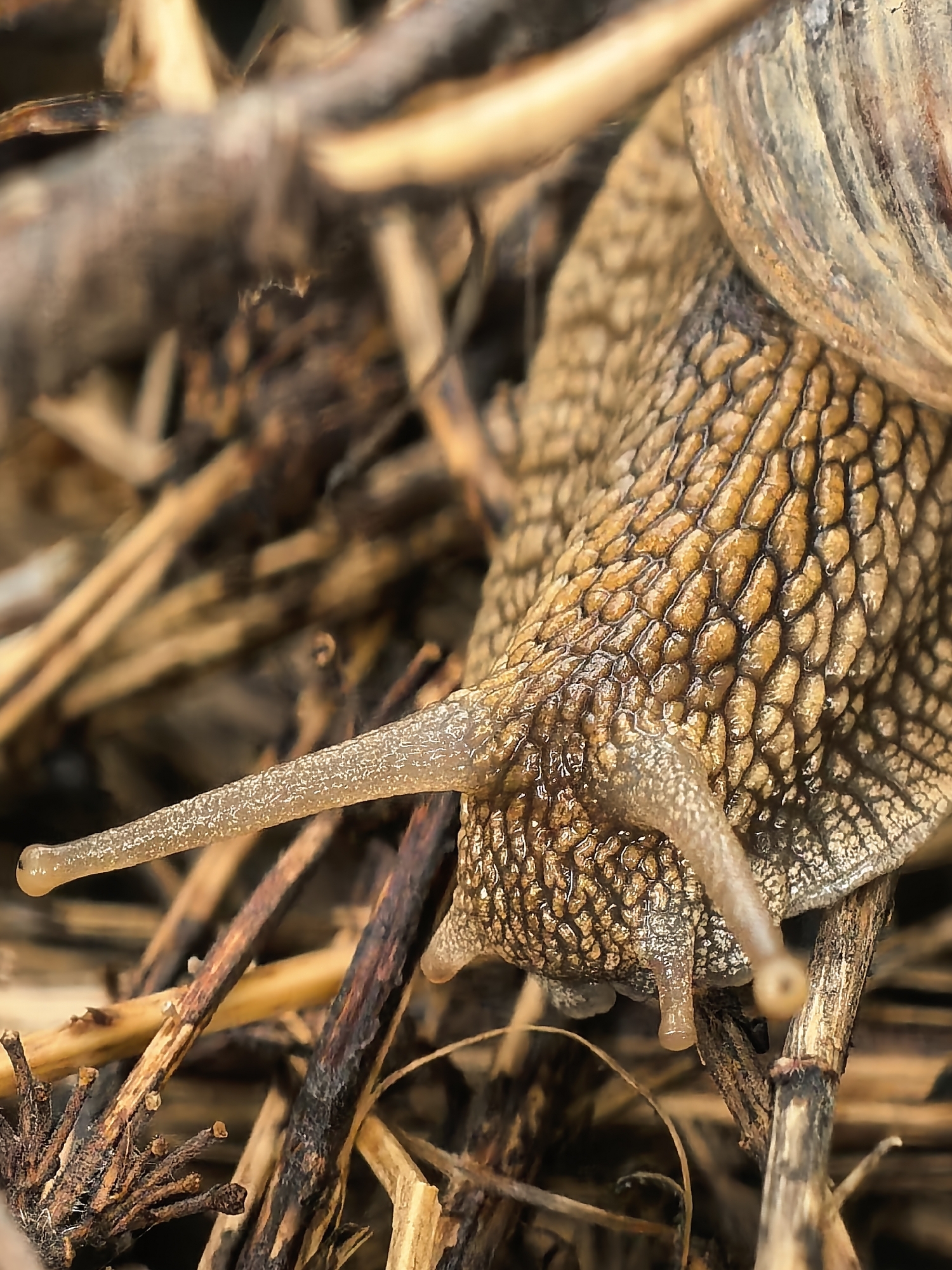A close-up, macro shot captures the head and upper body of a snail amidst dried organic debris. The snail, likely a garden snail, exhibits a textured, segmented body in shades of golden-brown, appearing moist and glistening. Its prominent eyestalks extend forward, with the left one particularly long and clear, ending in a subtly bulbous tip. A smaller, lower pair of sensory tentacles is also partially visible beneath the main eyestalks.
The snail's patterned shell is partially visible in the upper right, displaying natural spiral bands of brown and grey tones. The background is a dense, out-of-focus arrangement of dry plant matter, including thin, brittle twigs and straw-like fragments, in varying shades of brown, tan, and dark red-brown. This creates a natural, camouflaged environment. The shallow depth of field sharply isolates the snail from its blurred surroundings. The lighting is soft and even, highlighting the intricate details and textures of the snail's skin and the surrounding detritus. The scene depicts the snail either resting or slowly navigating its natural habitat. No specific time of day or weather conditions are explicitly indicated, but the dry debris suggests it's not actively wet. No text is visible.