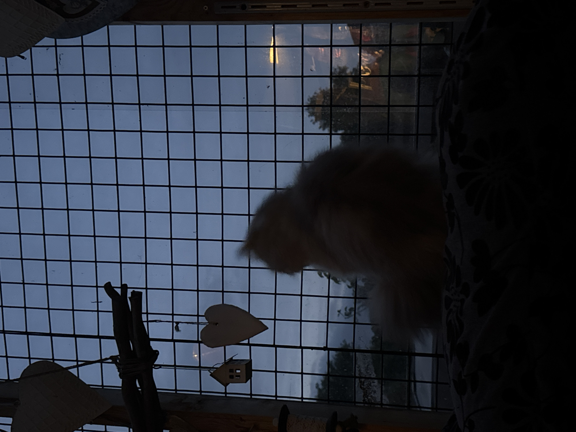 A dimly lit interior scene depicts a light-colored, blurry cat seated on dark, patterned bedding, facing a window at dusk or night in Unknown, Unknown. The cat, visible from the back, occupies the lower central portion of the frame. A large window, divided into a grid of squares by dark muntins, reveals a muted blue-grey sky outside. Hanging from the top left of the window are a small, light-colored wooden birdhouse, a larger heart-shaped decoration, and a bundle of dark, gnarled branches. A faint circular light source, possibly the moon, is visible through the grid in the upper left sky. Beyond the window, dark tree silhouettes are discernible. In the far-right background, a blurred yellow artificial light, likely a streetlamp, and faint structural outlines are visible. A partial wooden fixture is present on the right window frame, and a cylindrical object is on the left.