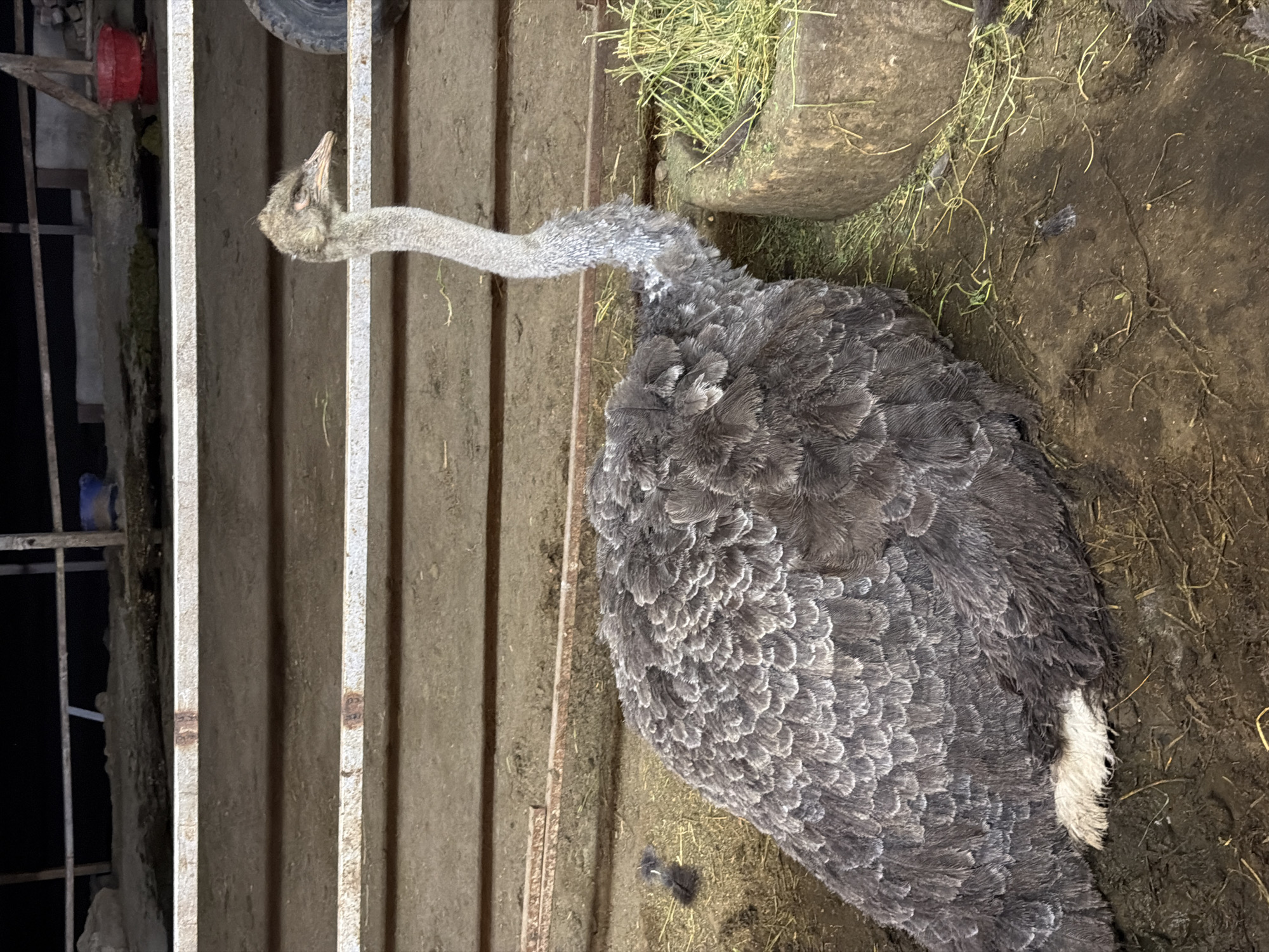 The image shows a Rhea bird in an enclosure. The bird is mostly gray with some white feathers visible on its tail. It has a long neck and is looking to the left, possibly at something outside the frame. The enclosure appears to be made of metal bars and wooden planks. In the background, there is a feeder filled with hay or grass, and the ground is covered in dirt and straw. The lighting suggests it might be nighttime or a dimly lit indoor space. There is no visible text in the image. The setting appears to be a farm or zoo enclosure.