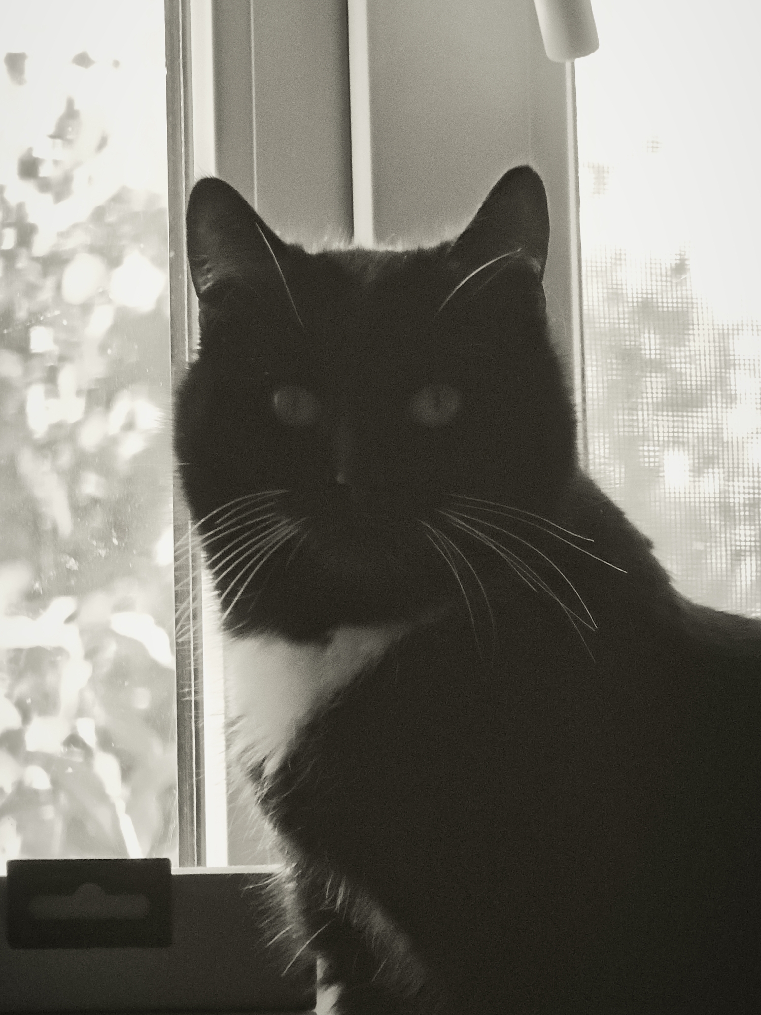 A black and white close-up photograph shows a black cat with a white bib sitting in front of a window. The cat is looking directly at the camera with its eyes open. The background is out of focus, but it appears to be a window with a screen, and outside there are trees and foliage. The lighting suggests it is daytime, possibly morning or late afternoon. The image is grainy and has a vintage feel. There is no indication of the location being in Ковригино, Russia.