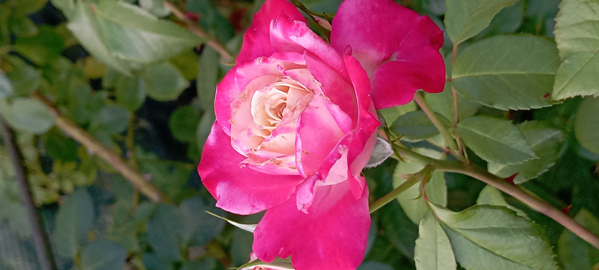 A close-up shot of a vibrant pink and cream rose, with its petals slightly unfurling. The rose is the central focus, positioned slightly to the left of the frame. Behind the bloom, a backdrop of dark green foliage and thorny rose stems creates a natural, garden-like setting. The lighting suggests it is daytime, with shadows indicating sunlight. The image was taken in the city of Radisne, Ukraine. There are no people or animals visible in the frame.