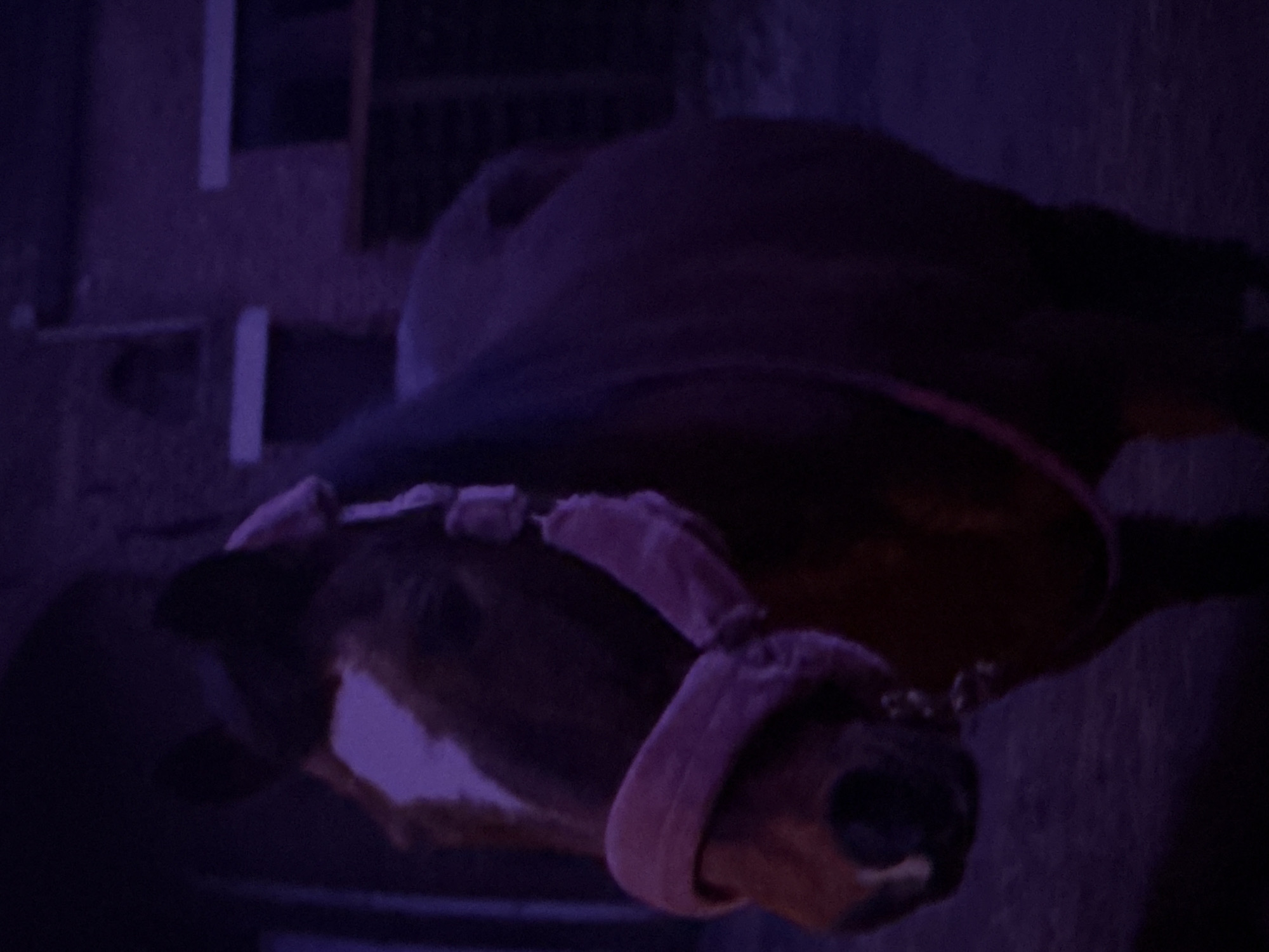 The image, taken in Estaimpuis, Belgium, features a cow or calf in a very dimly lit, indoor setting, likely a barn or stable. The animal, positioned on its side and viewed from above, has brown fur with a distinctive white blaze on its face. It is wearing a light pink halter or headpiece around its muzzle and across its forehead.
The dominant characteristic of the image is the extremely low light, which imbues the entire scene with a strong purple and blue color cast, suggesting either night-time conditions or the use of specific artificial lighting. The background is dark and indistinct, showing only vague structural elements that hint at an enclosed space. The animal appears calm, standing or resting. There is no discernible activity taking place. No text is visible in the frame.