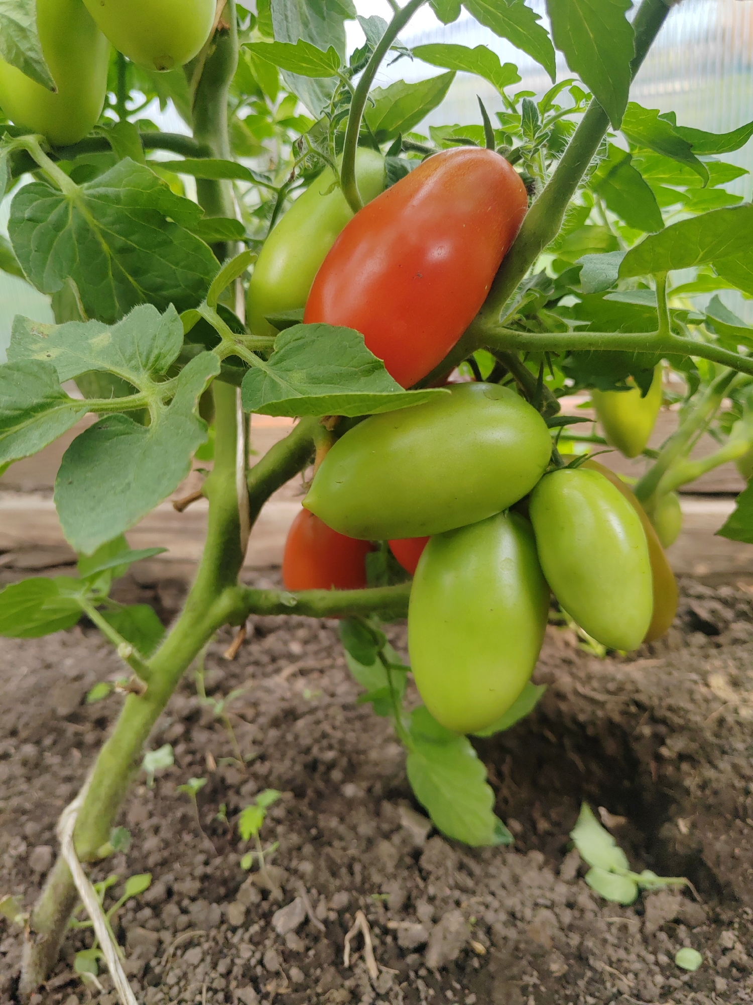 In Sedelnikovo, Russia, a close-up shot captures a tomato plant laden with ripe and unripe fruit. The plant, growing in dark soil, is supported by a thin white string tied to its stem. Several elongated tomatoes hang from the branches. One tomato at the top of the cluster is a vibrant red, indicating ripeness, while the others are varying shades of green, signifying immaturity. The leaves of the plant are a healthy, deep green and appear to be growing in a greenhouse, suggested by the translucent panel visible in the background. The focus is sharp on the tomatoes and surrounding foliage, with the soil and greenhouse structure softly blurred.