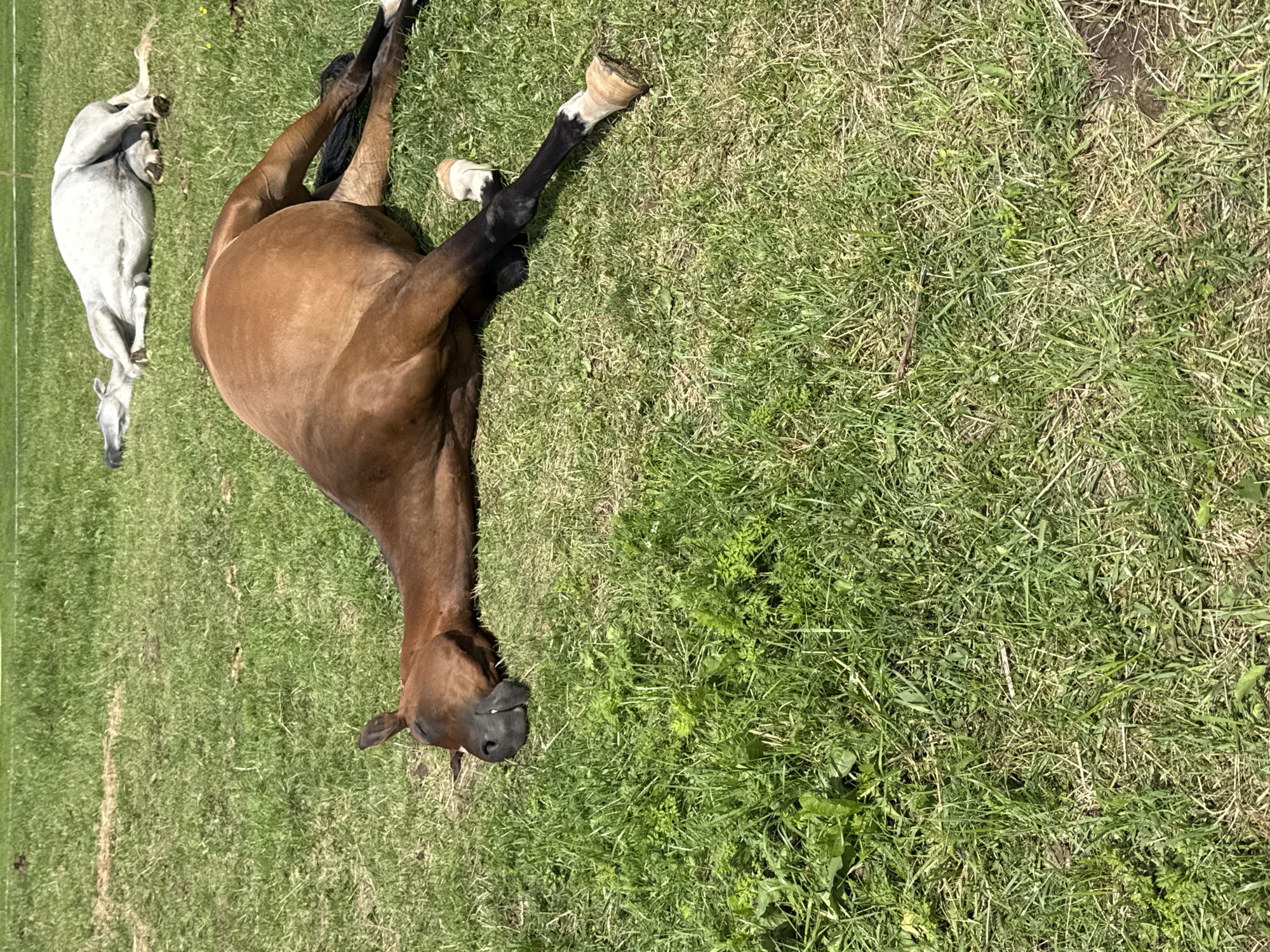 Two horses are lying on their sides in a grassy field. The horse in the foreground is brown and lying on its left side, with its head turned towards the left. The horse in the background is white and lying on its right side, with its head turned towards the left as well. The field is covered in green grass and appears to be outdoors. There is no indication of the city of Galinė, Lithuania in the image.